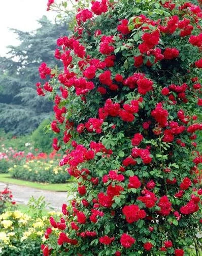 paul scarlet rose .jpg