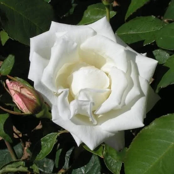 Madame Herbert stevens 2.jfif