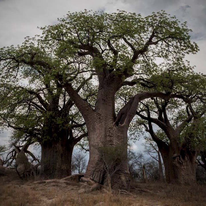 WATCH TONIGHT: Carte Blanche will be exposing concerning details regarding the Musina-Makhado Special Economic Zone (MMSEZ) this Sunday, 16 March.

The Vhembe Biosphere Reserve is of deep cultural importance, with the Mapungubwe World Heritage Site, 