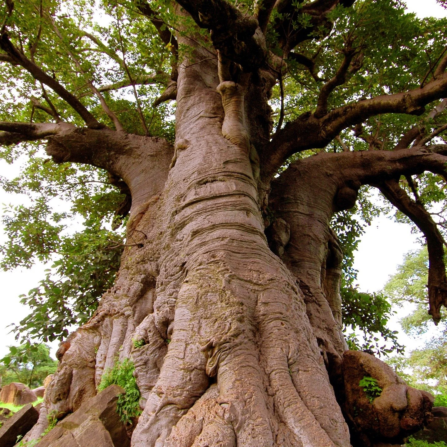 Stand with us to protect the future of the Vhembe region! 🌍 The recording of the Ecofluency Baobab Fundraiser Event is now live: Hear how All Rise Attorneys for Environmental and Climate Justice and Living Limpopo are fighting to stop the ecocidal M