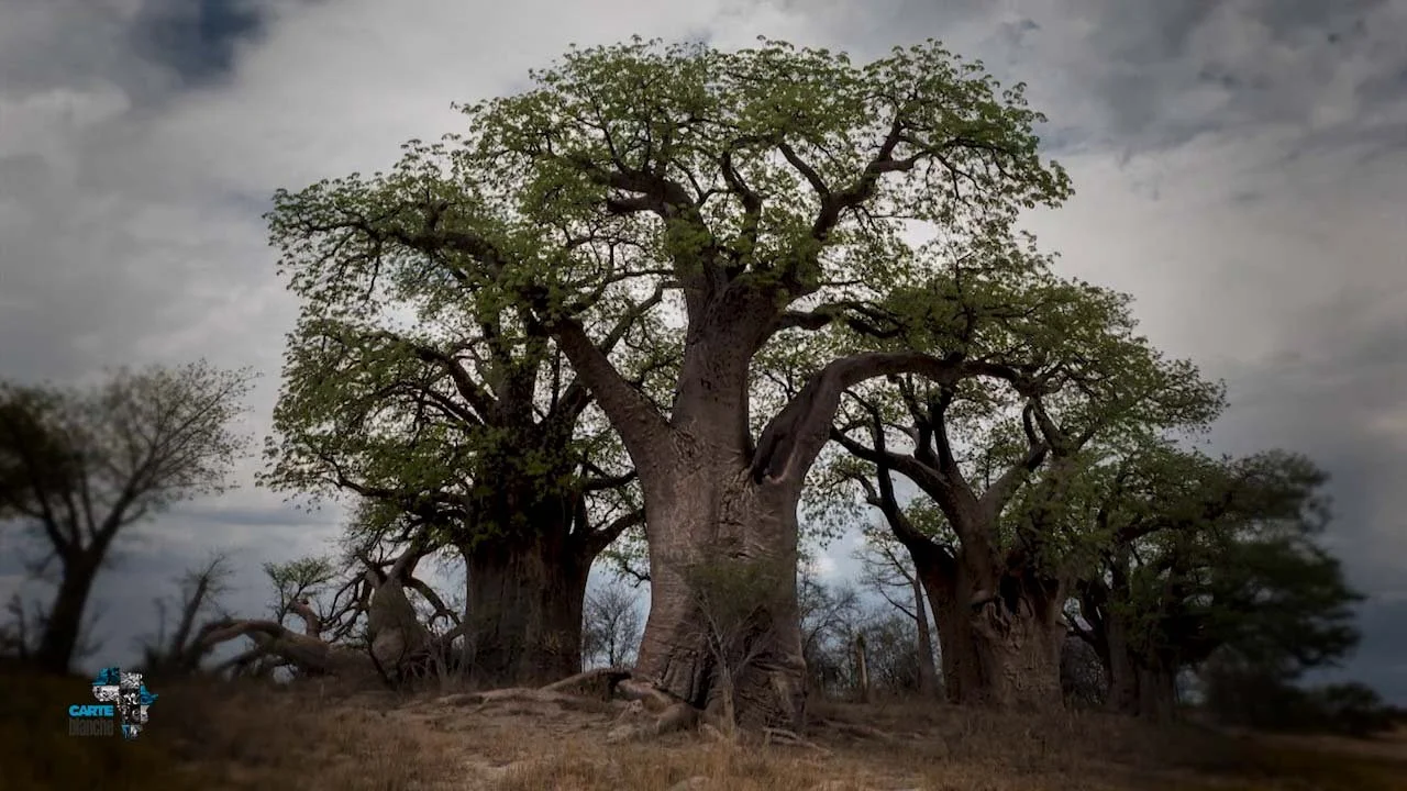 Baobab Throwforward Carte Blanche (2).jpg