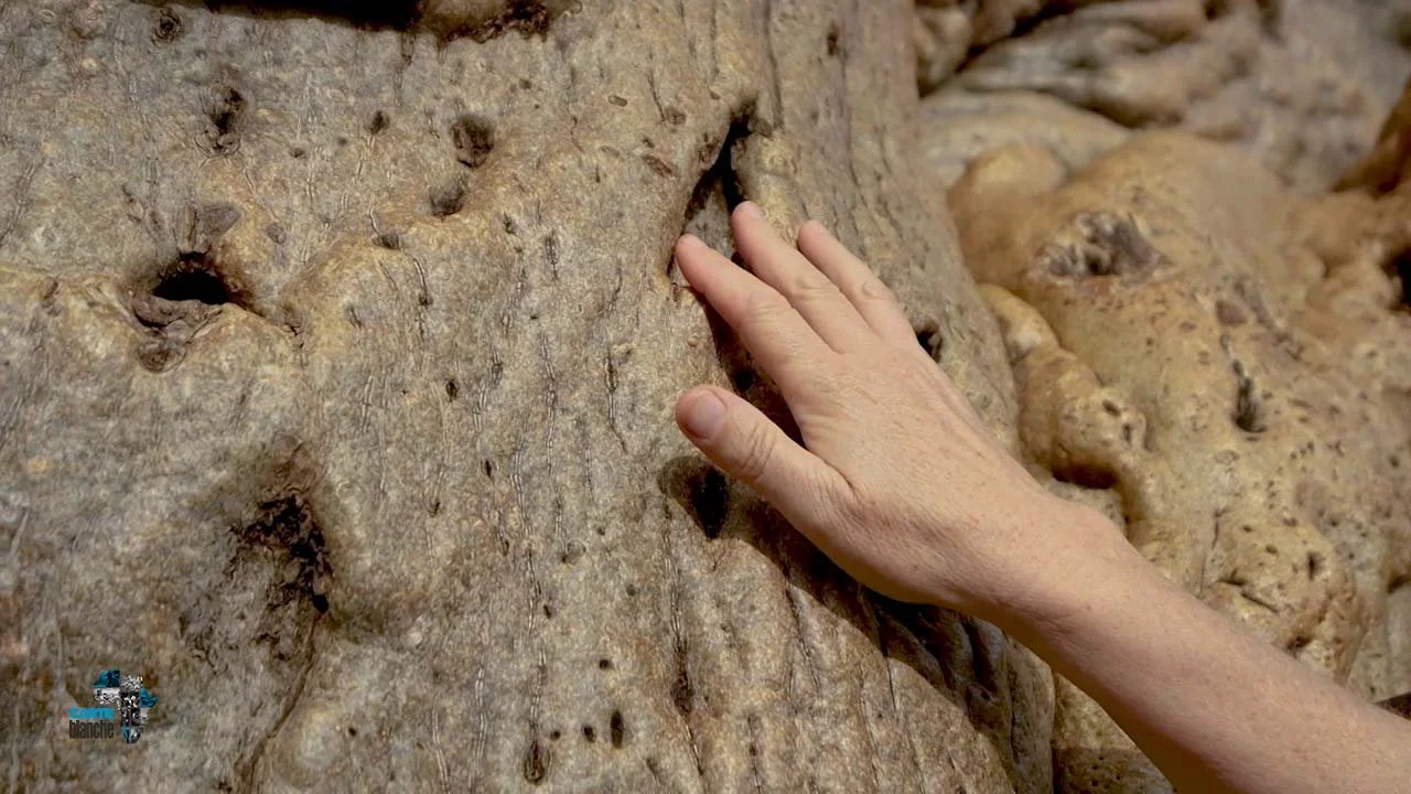 Baobab Throwforward Carte Blanche (13).jpg