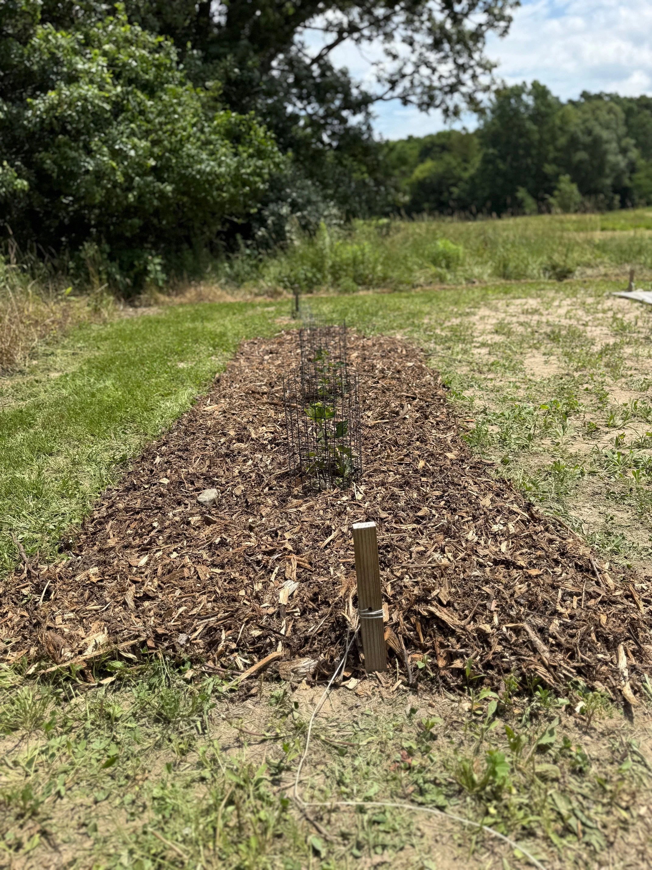 row of blackberry plants mulched