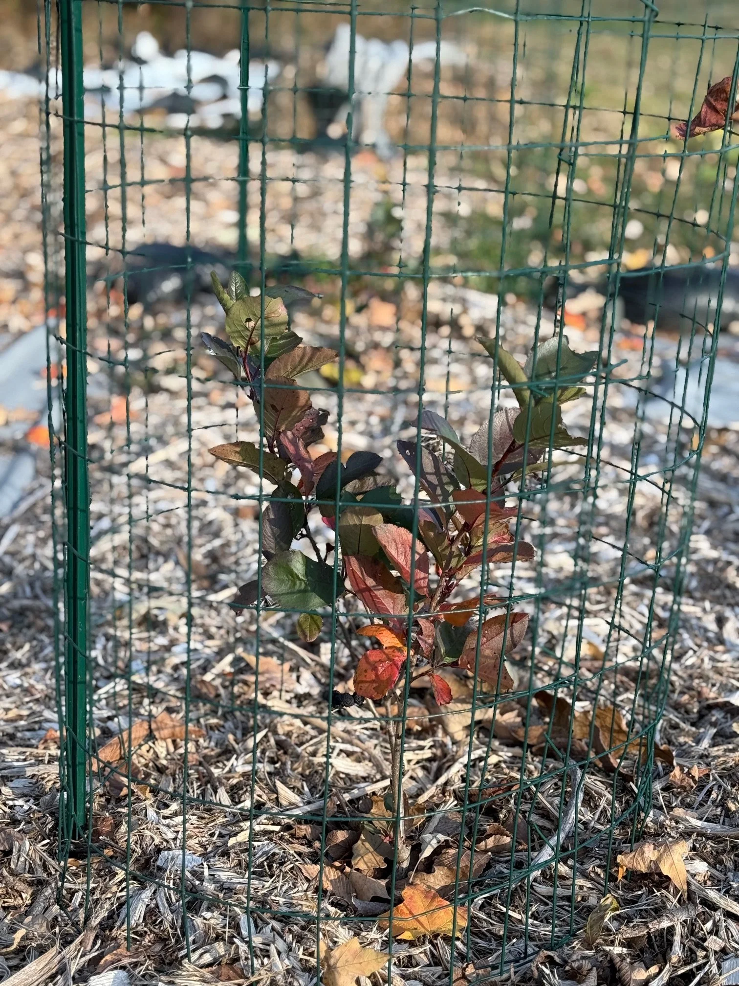 aronia melanocarpa caged