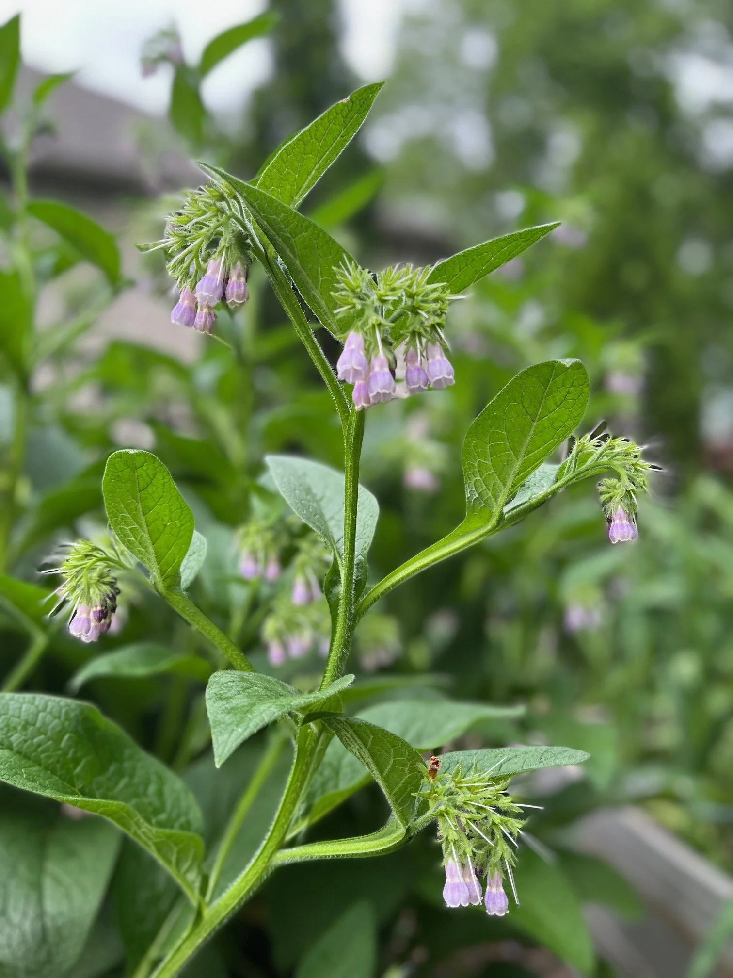 Russian comfrey in bloom