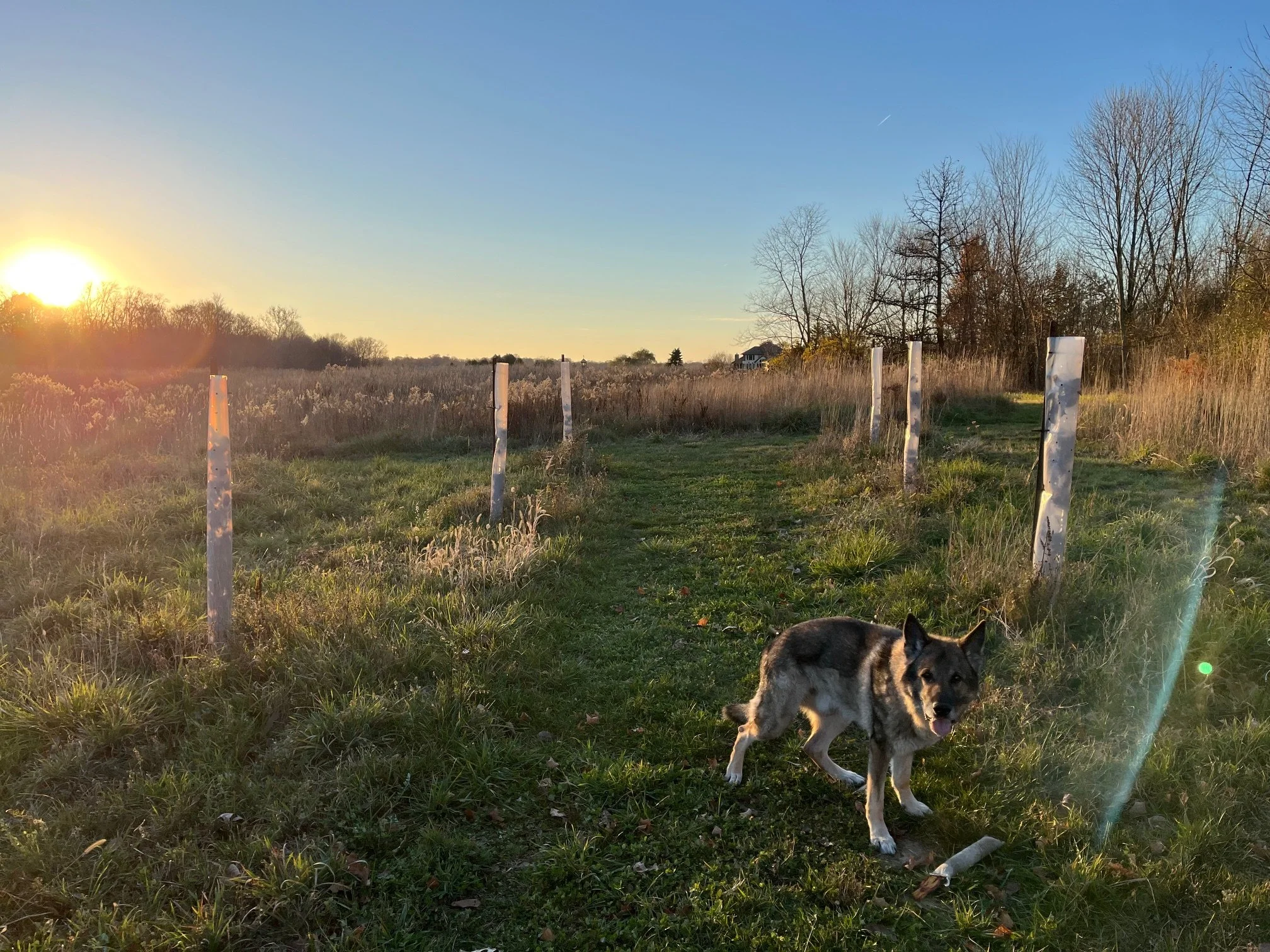 german shepherd on farm