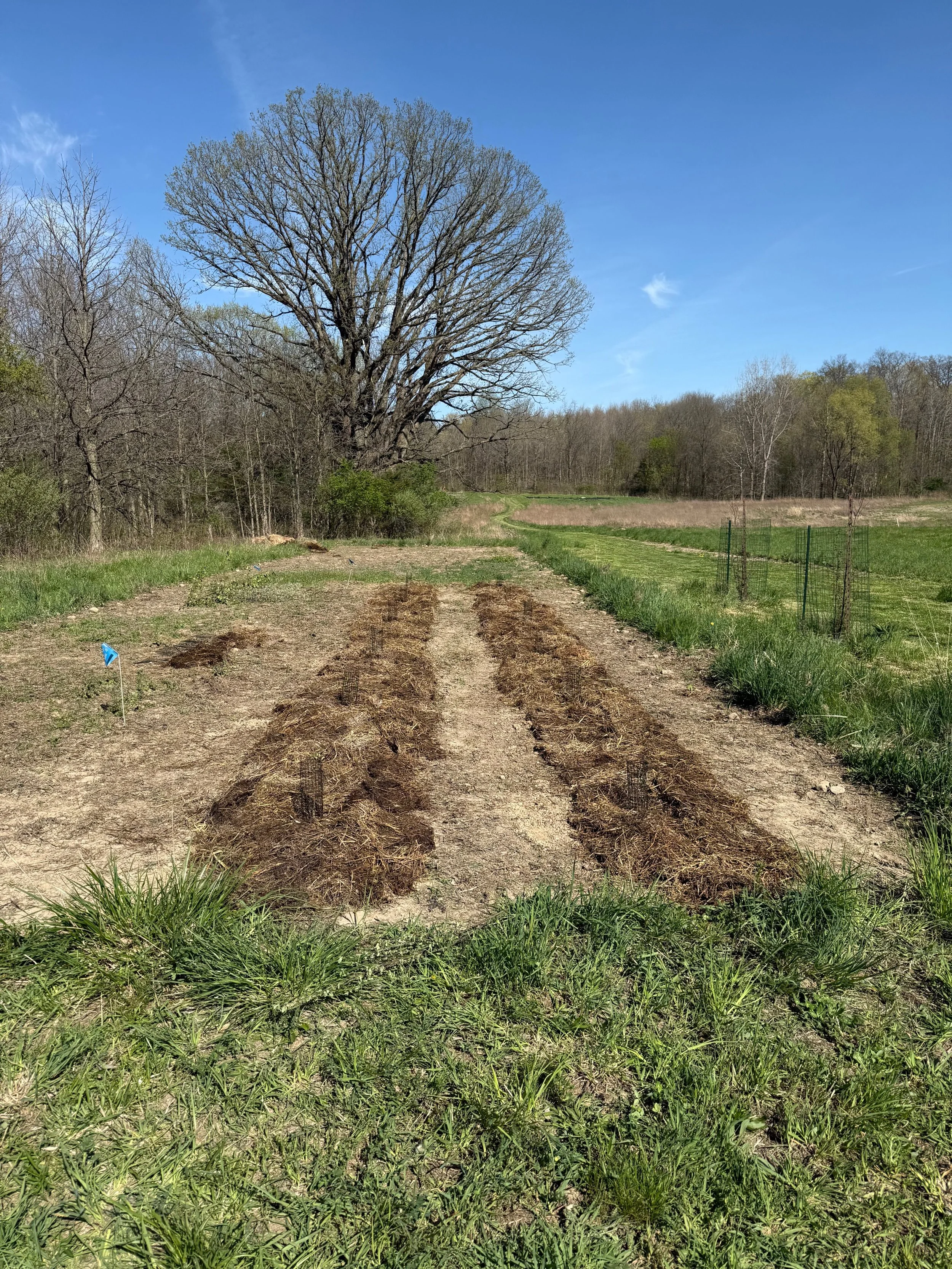 rows of woody shrubs
