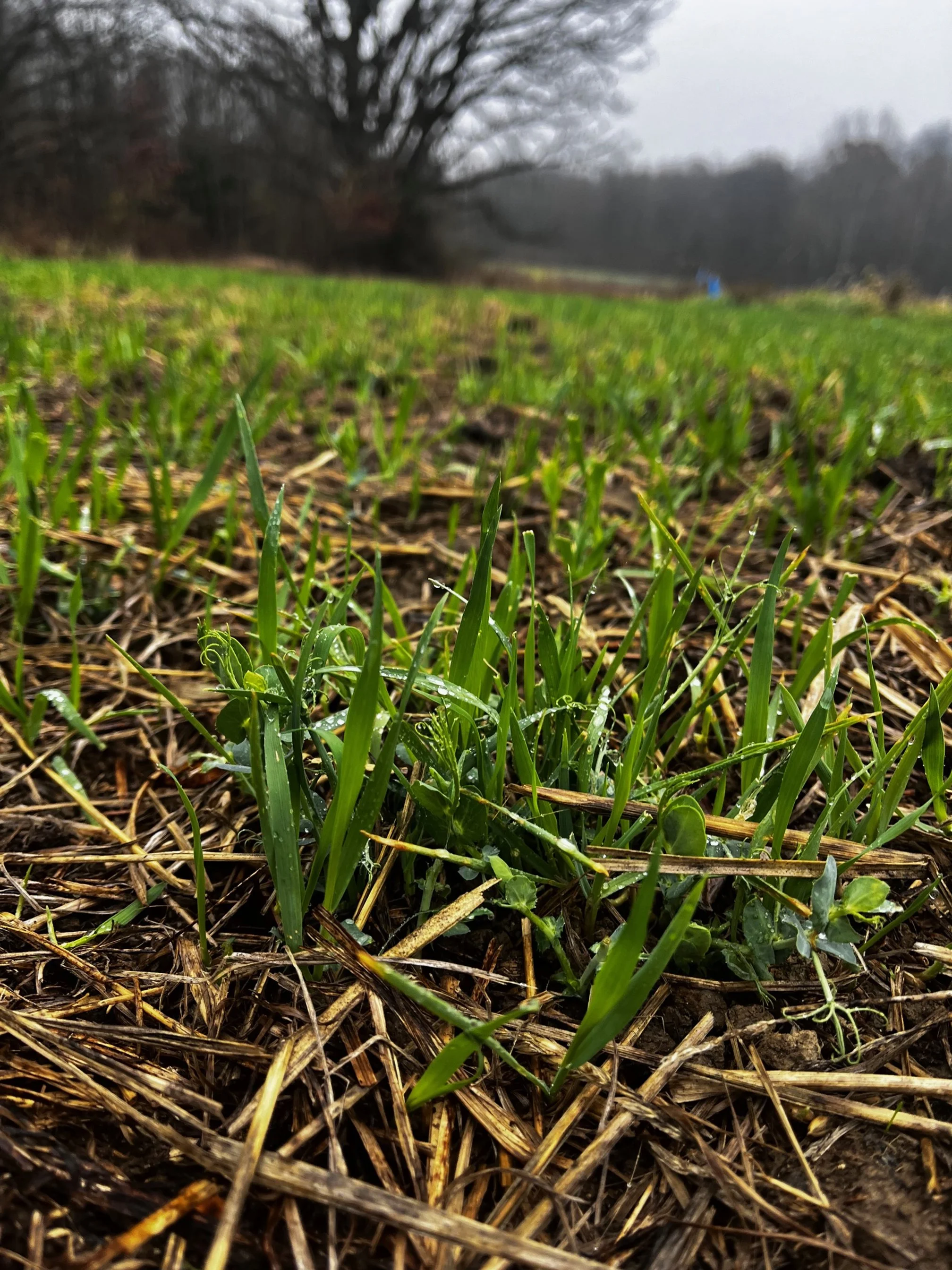 peas and oats cover crop seedlings