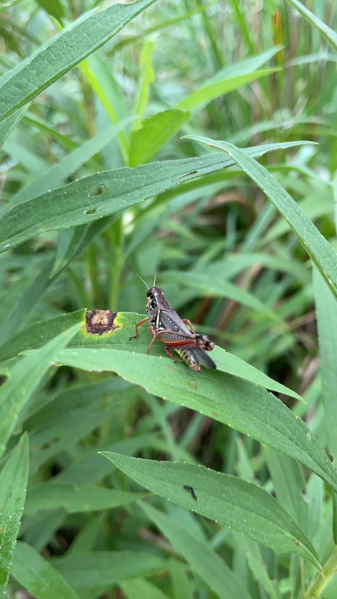 grasshopper on leaves