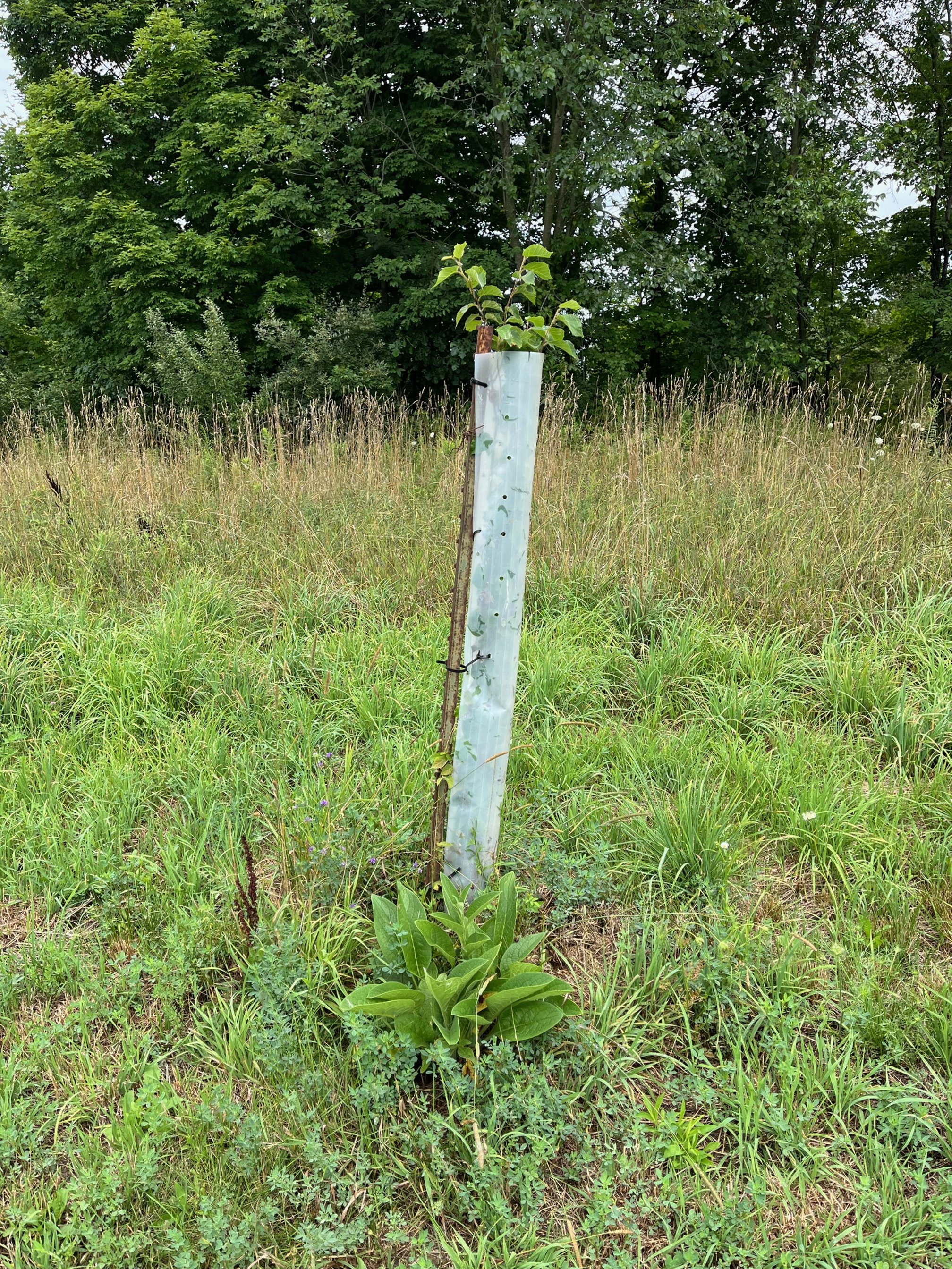 hazelnut in tree tube and comfrey