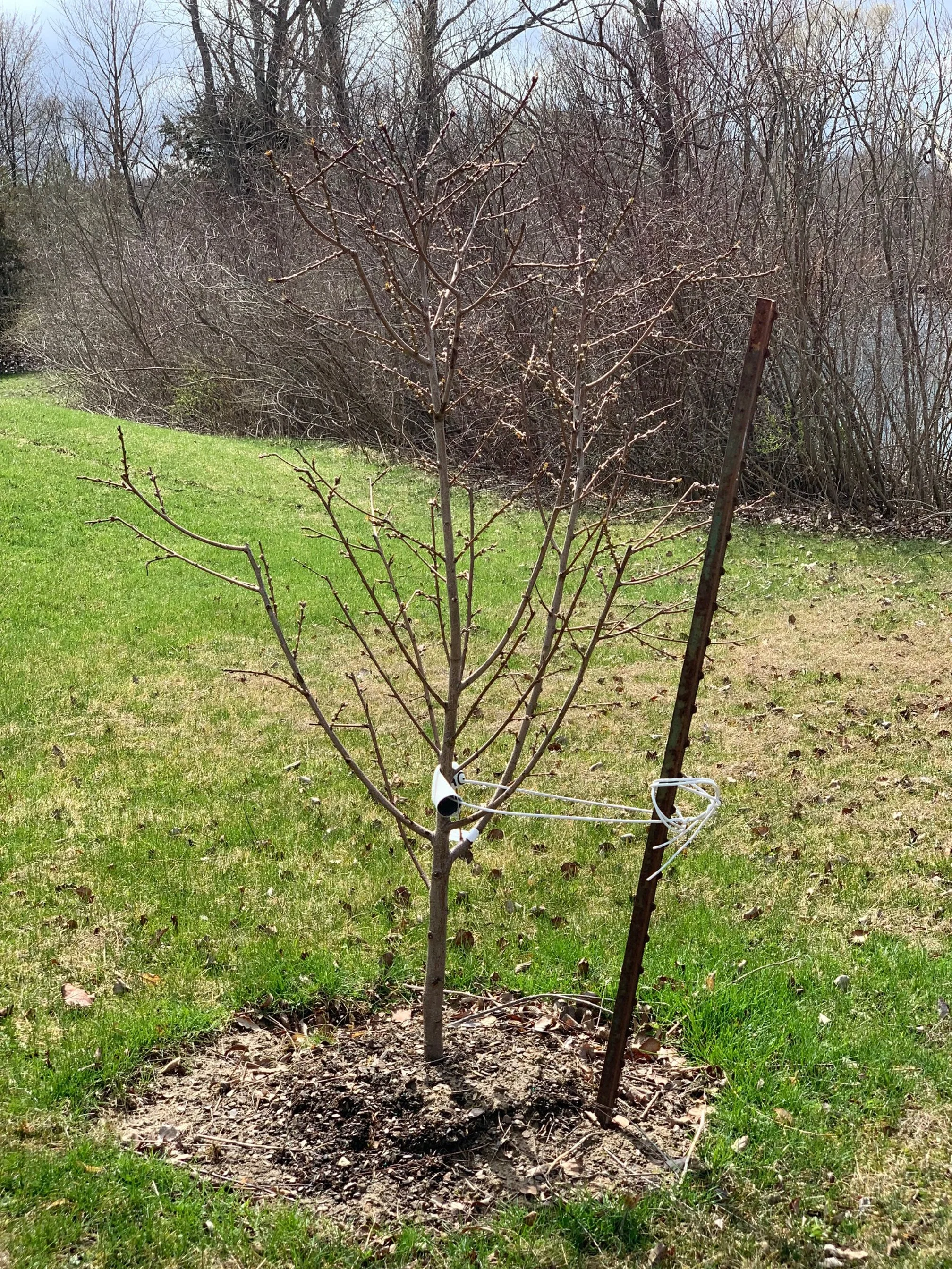 staked peach tree