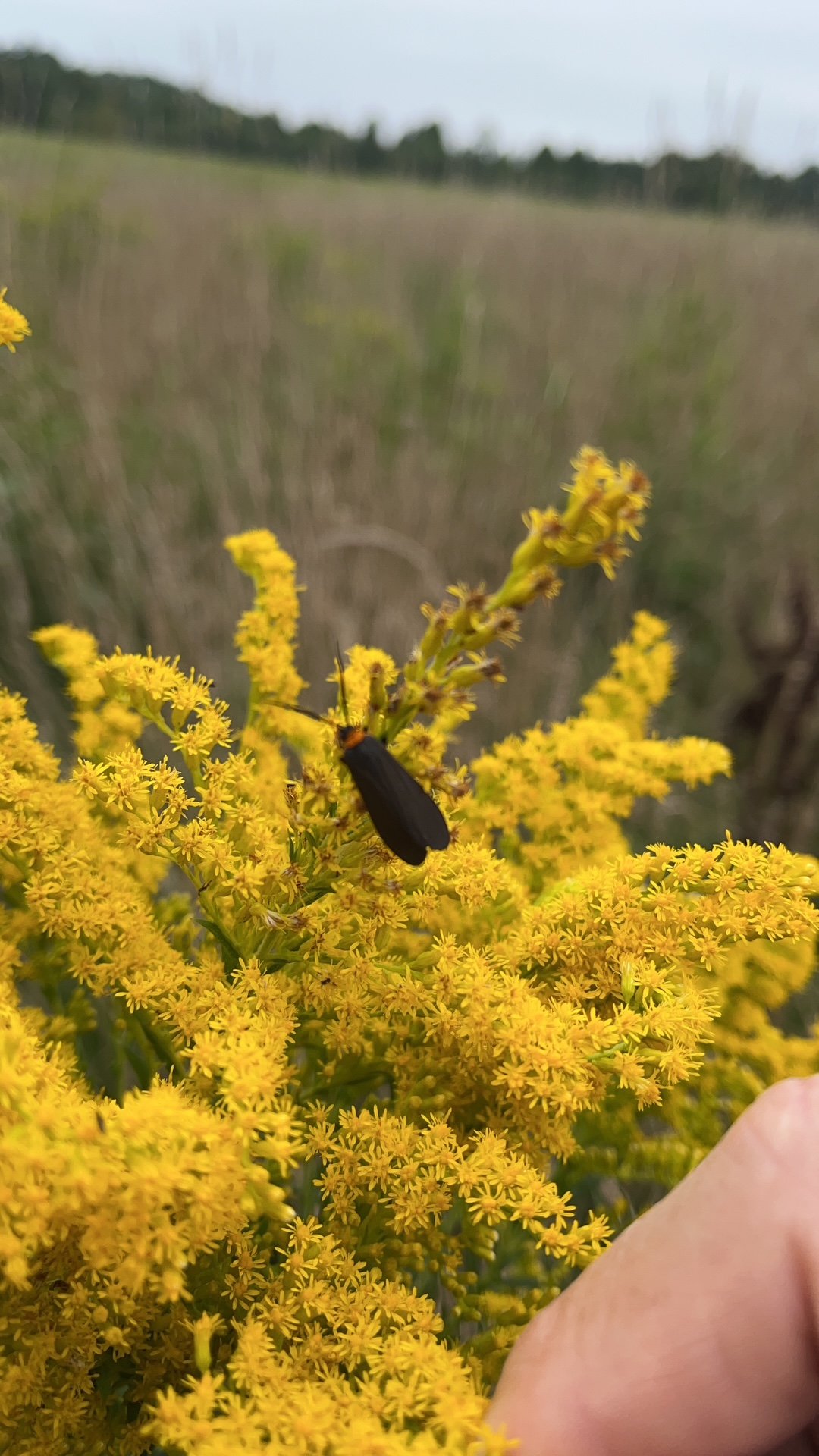 lightening bug on goldenrod flower