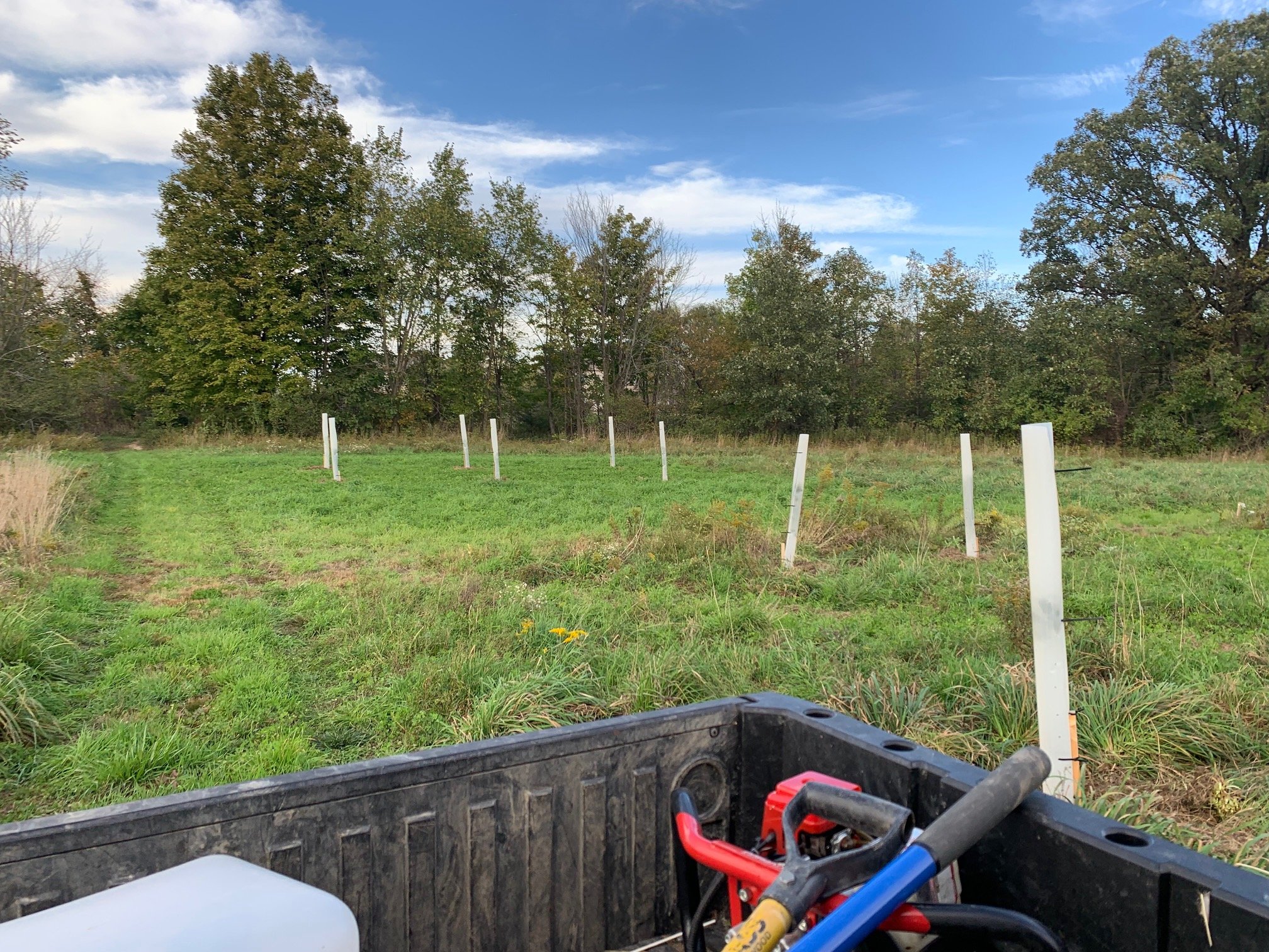 hazelnuts with tree tubes