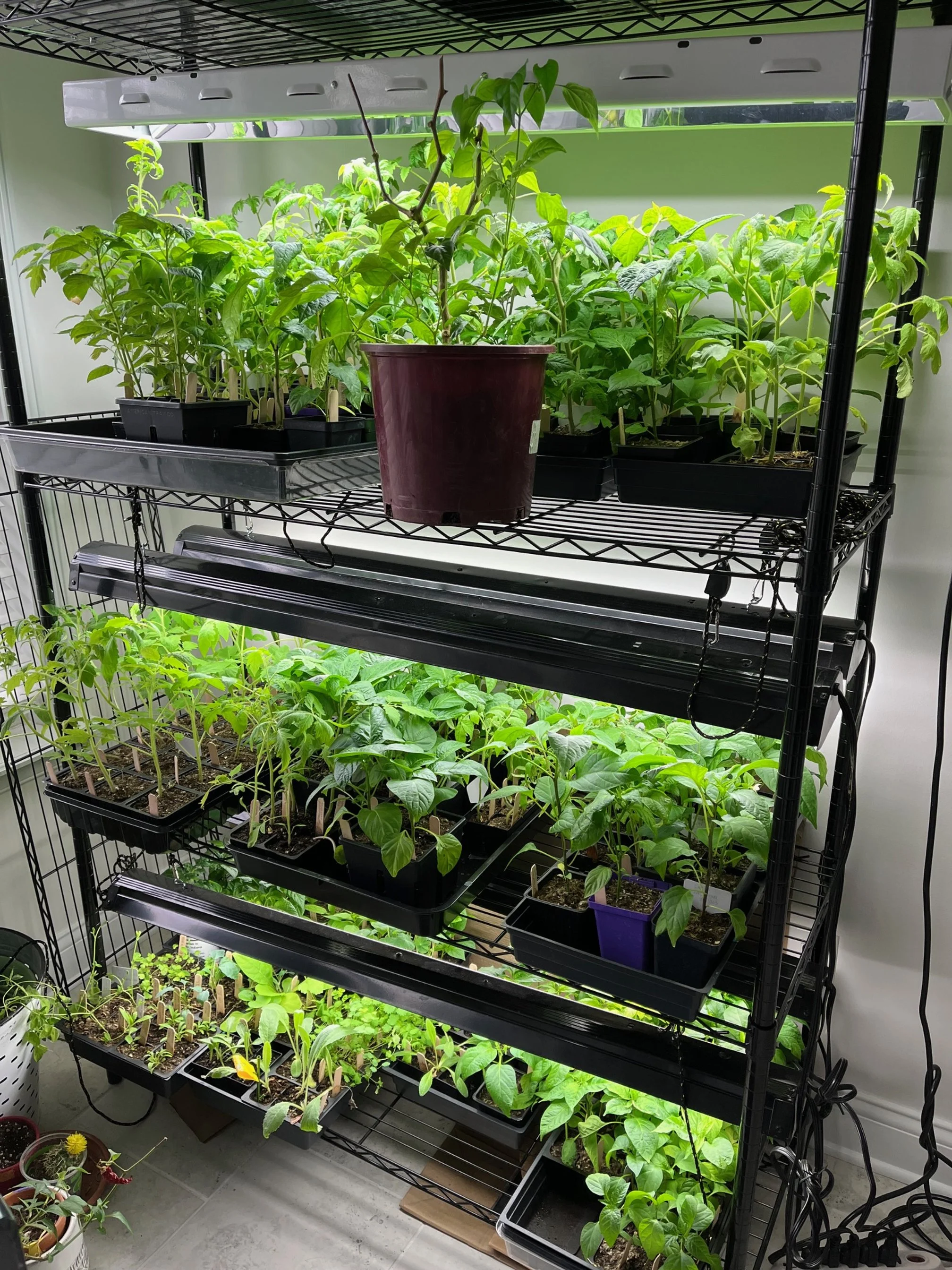 plants on shelves in grow room