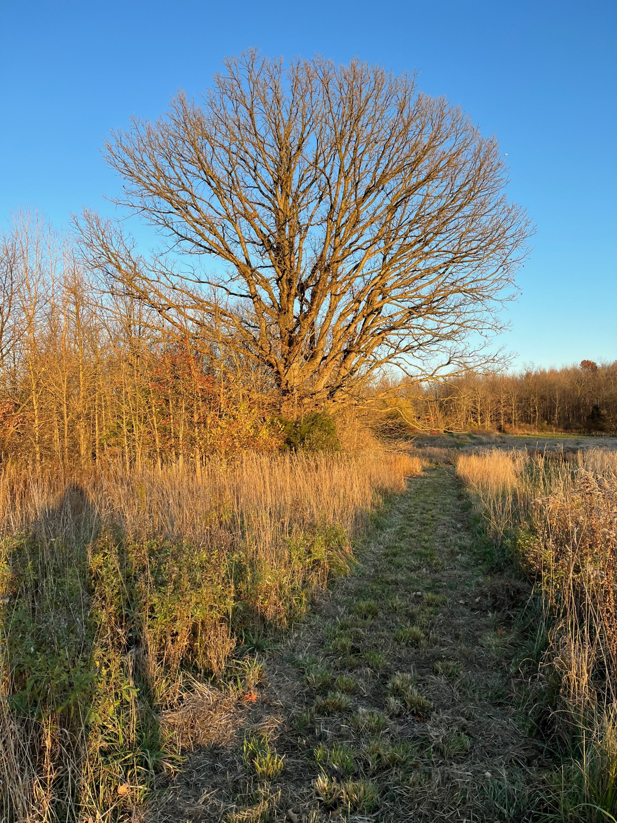 oak tree and path