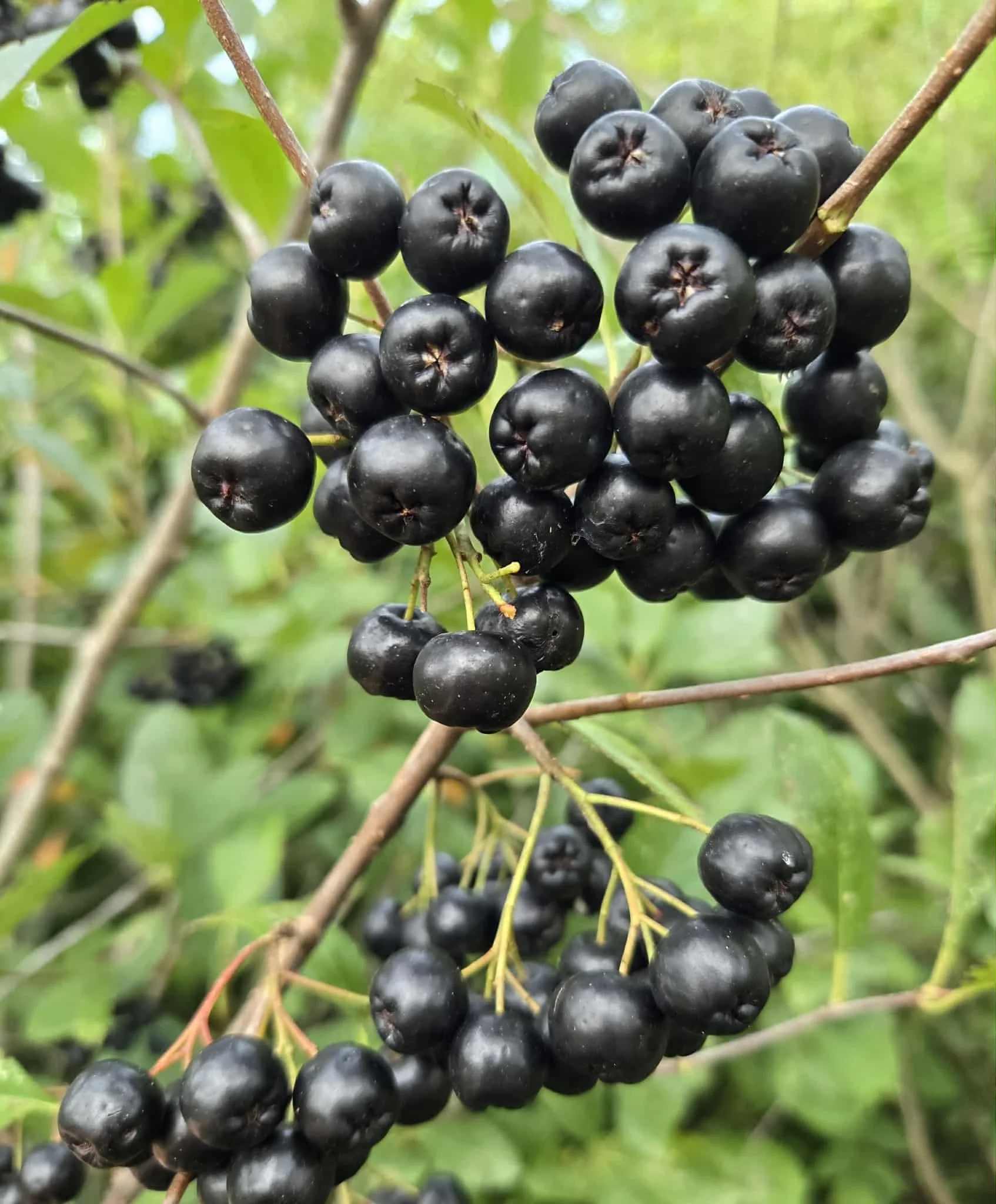 aronia melanocarpa berries