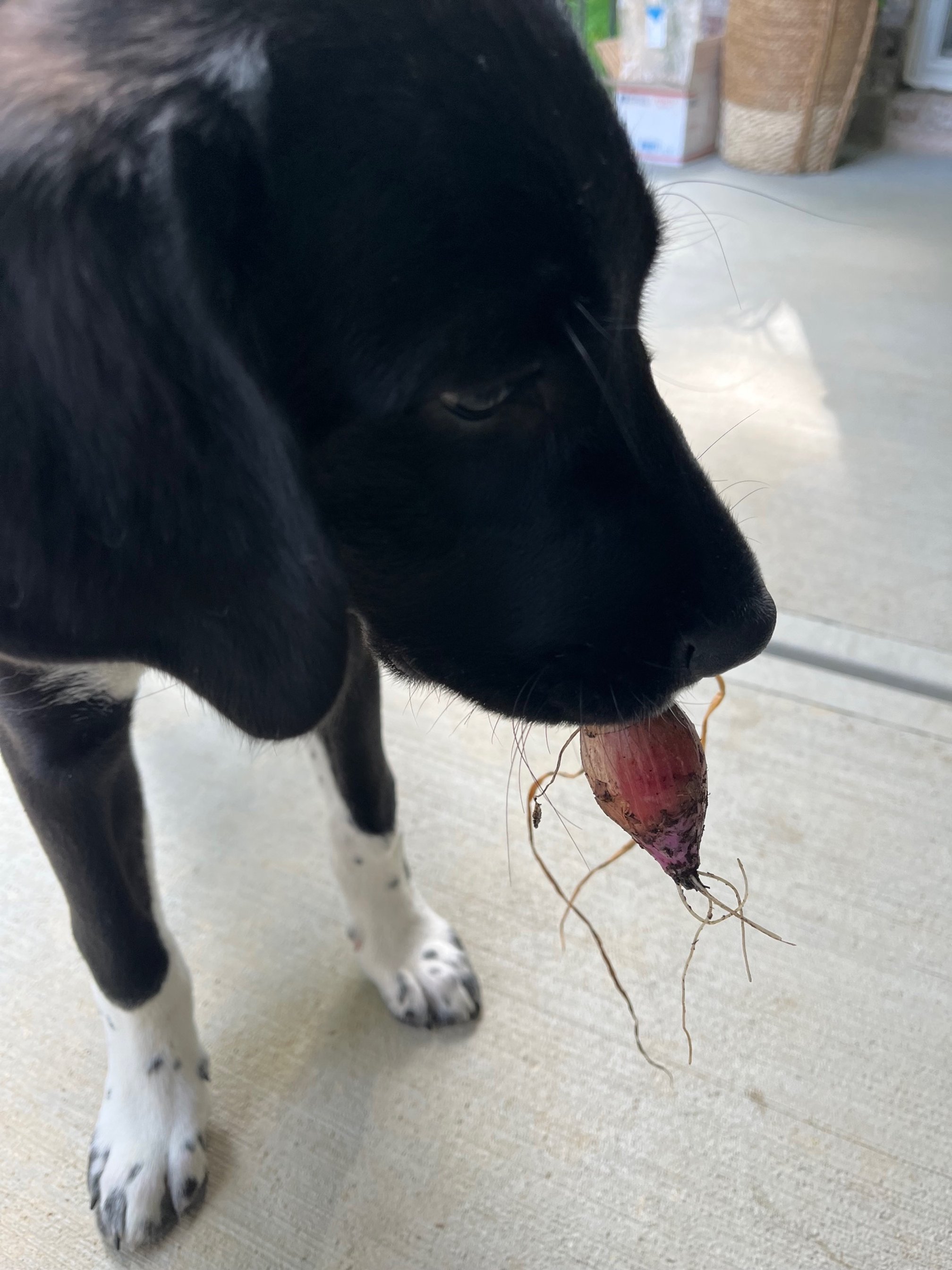dog stealing a red onion