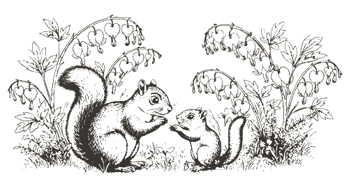 Black and white illustration of a squirrel and a chipmunk interacting among plants and flowers.