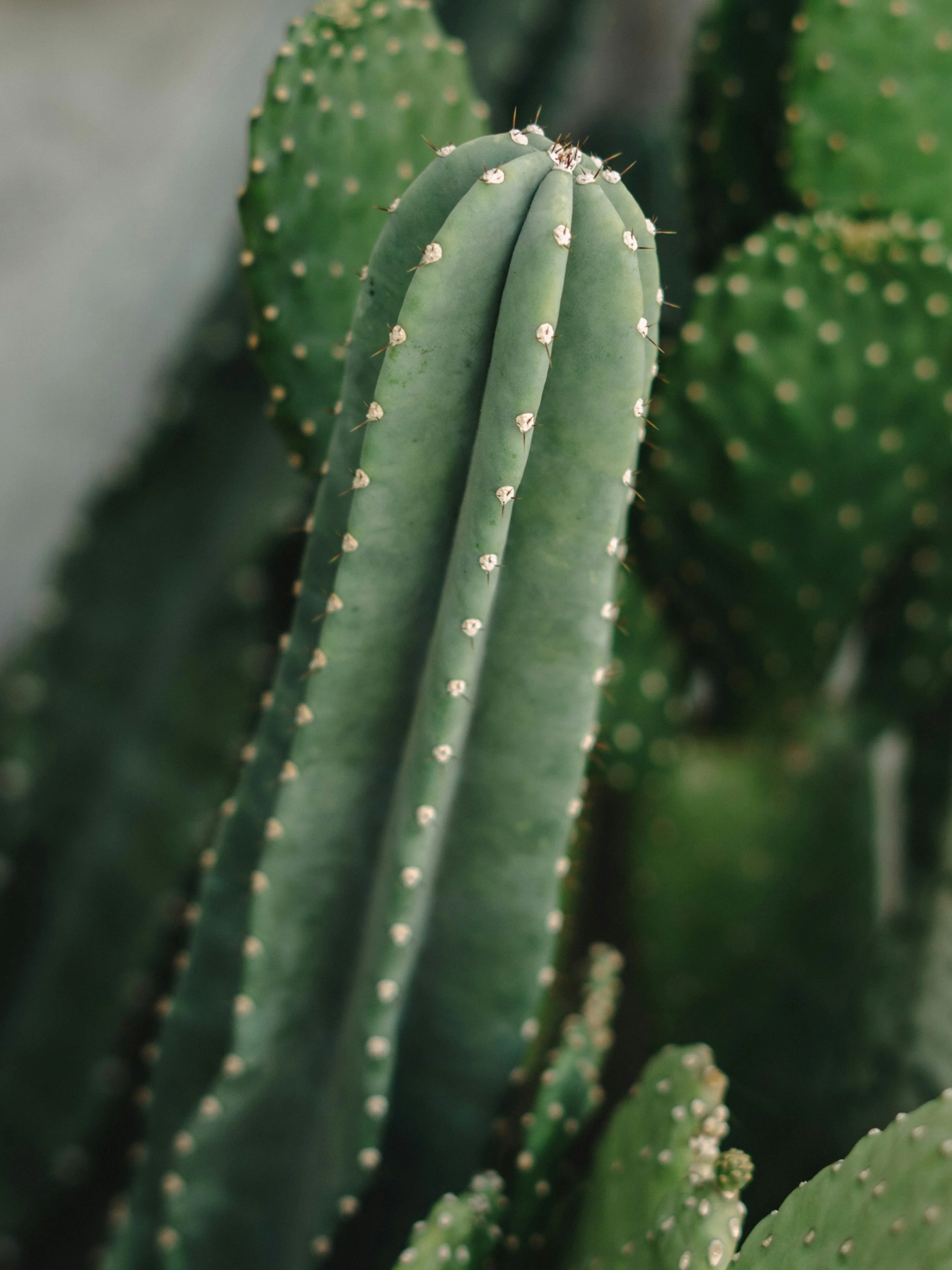 Cactus retreat 4.jpg