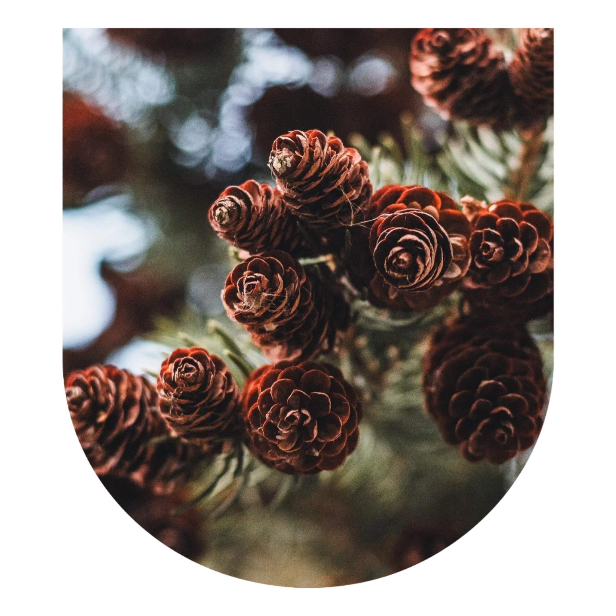 Pine Small Group Master Plant Diet: September 2026