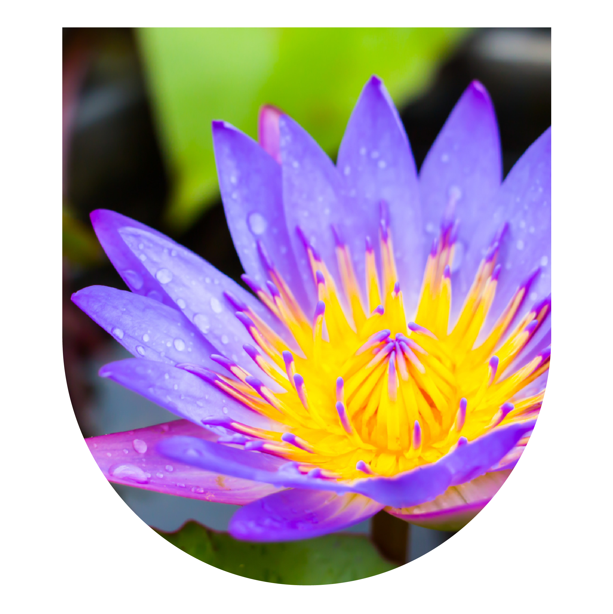 Blue Lotus/Water Lily Master Plant Dieta: Oct 2025