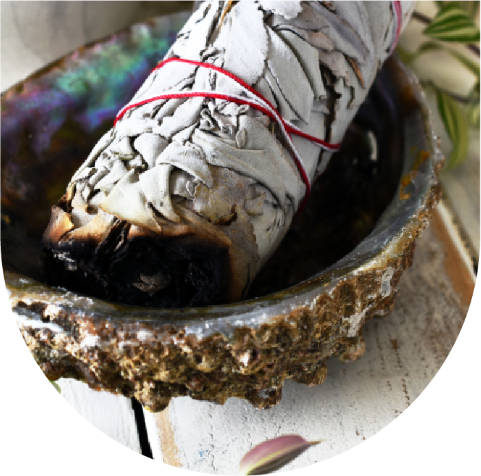White Sage: The Master Plant of Protection and Purification