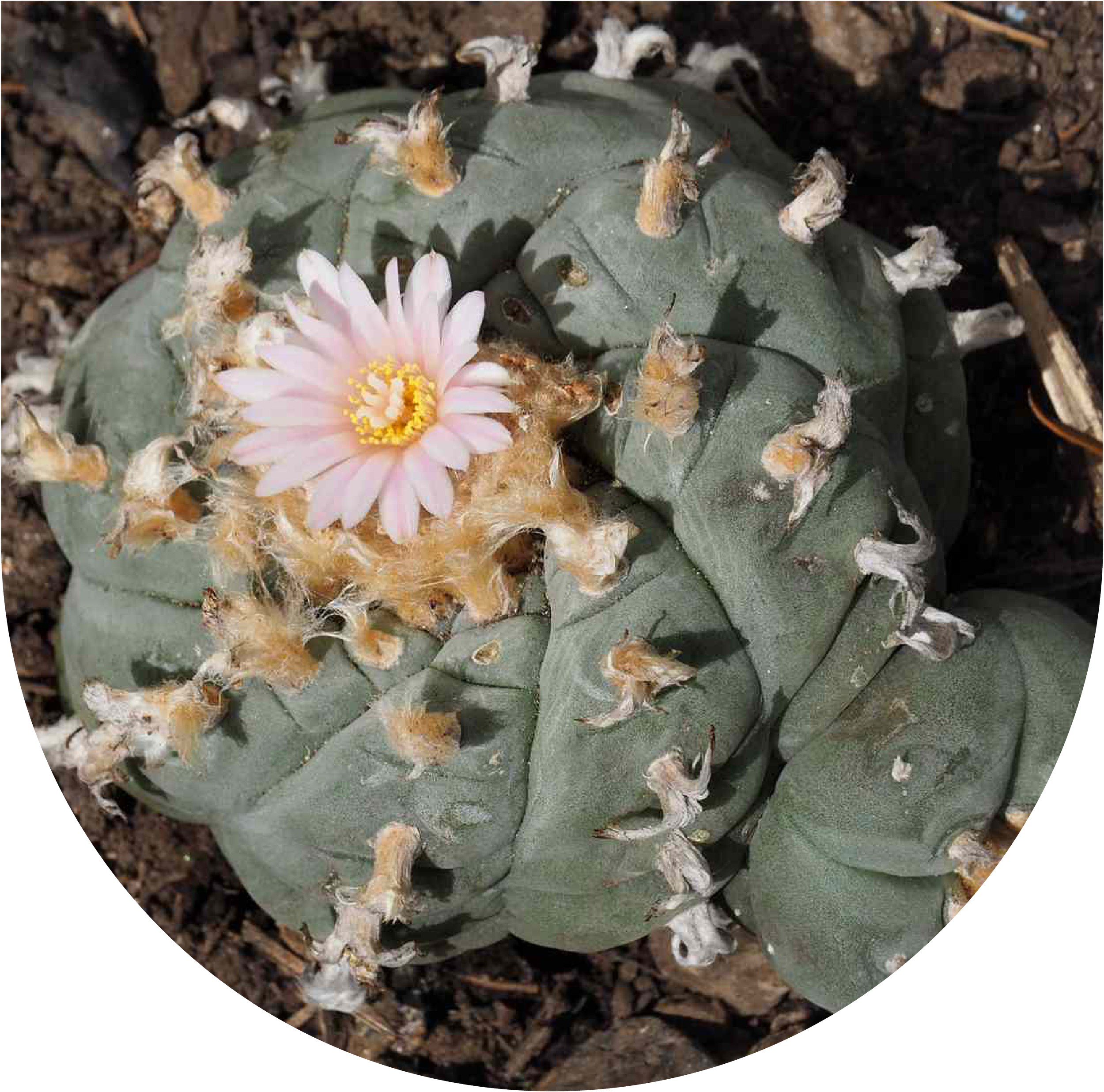 Huachuma: The Sacred Cactus of Heart Opening