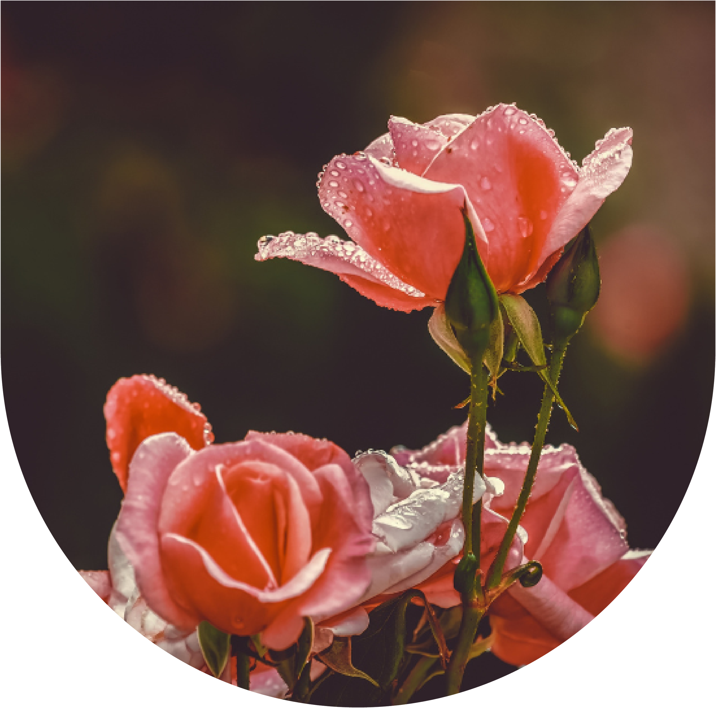 Walking with Rose: Creating an Allyship with the Queen