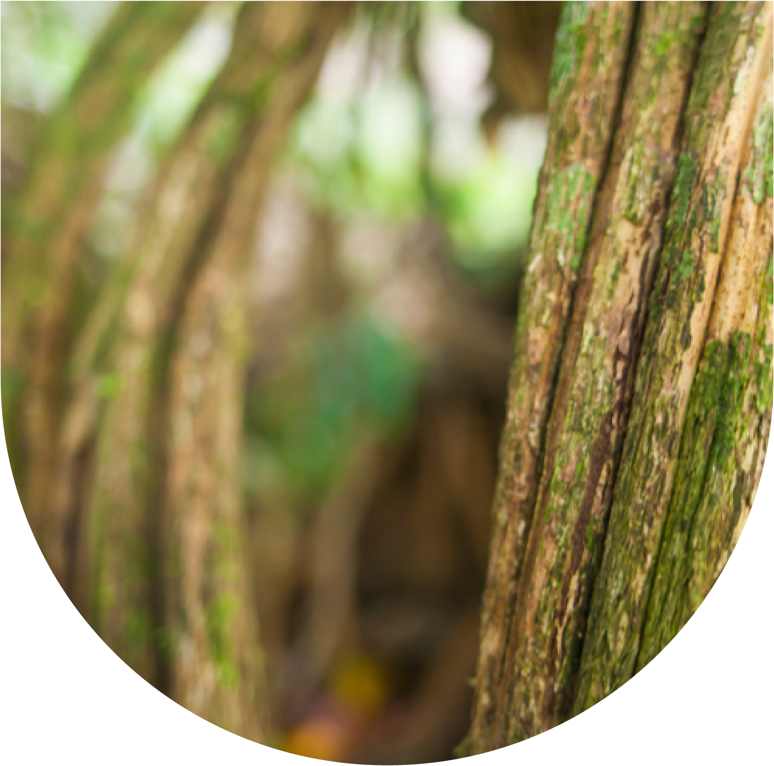 Is Ayahuasca Endangered? Will She Go Extinct?