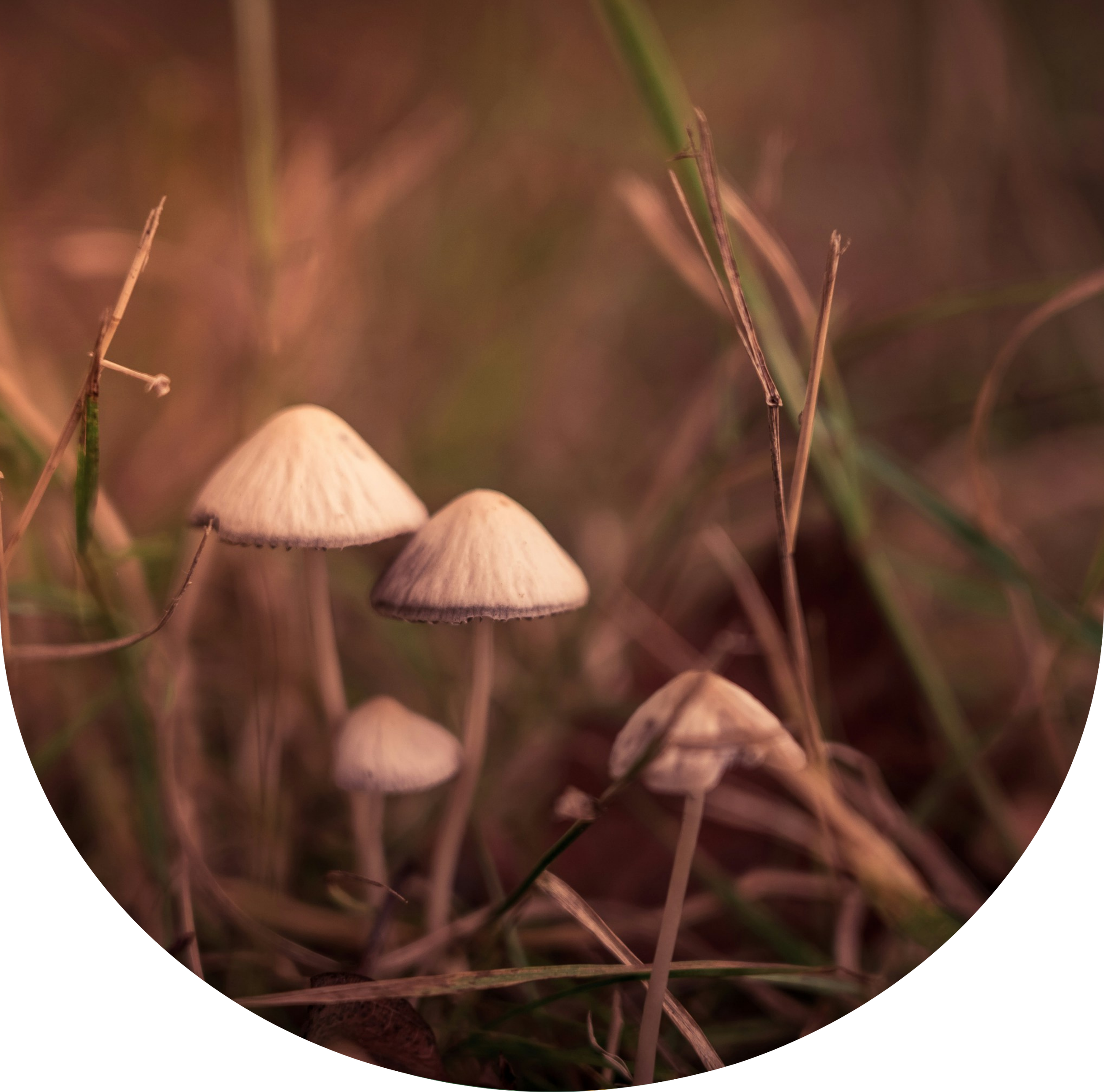 Microdosing and Master Plant Dietas: Two Paths, Two Relationships with Plant Medicine