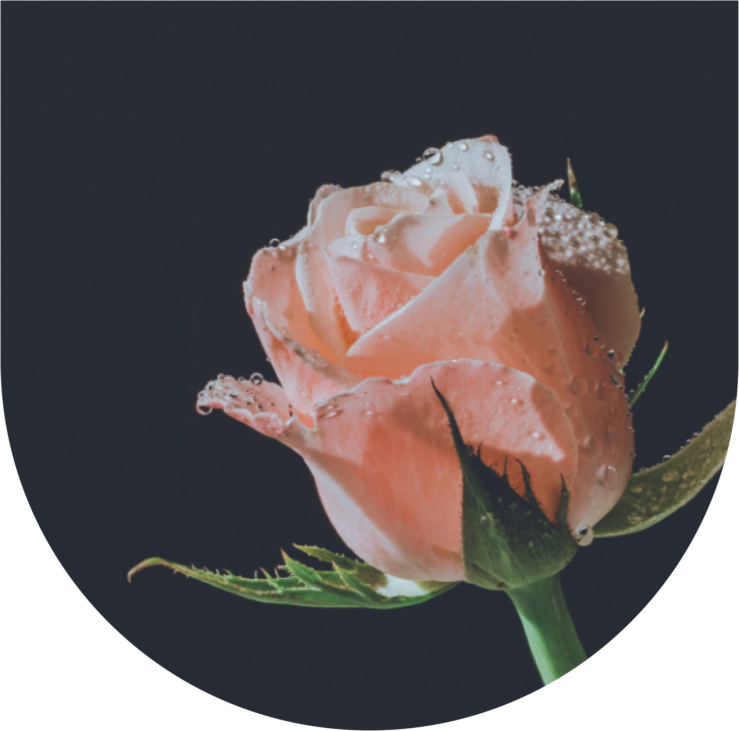 Rose and Womb Work: Healing the Divine Feminine