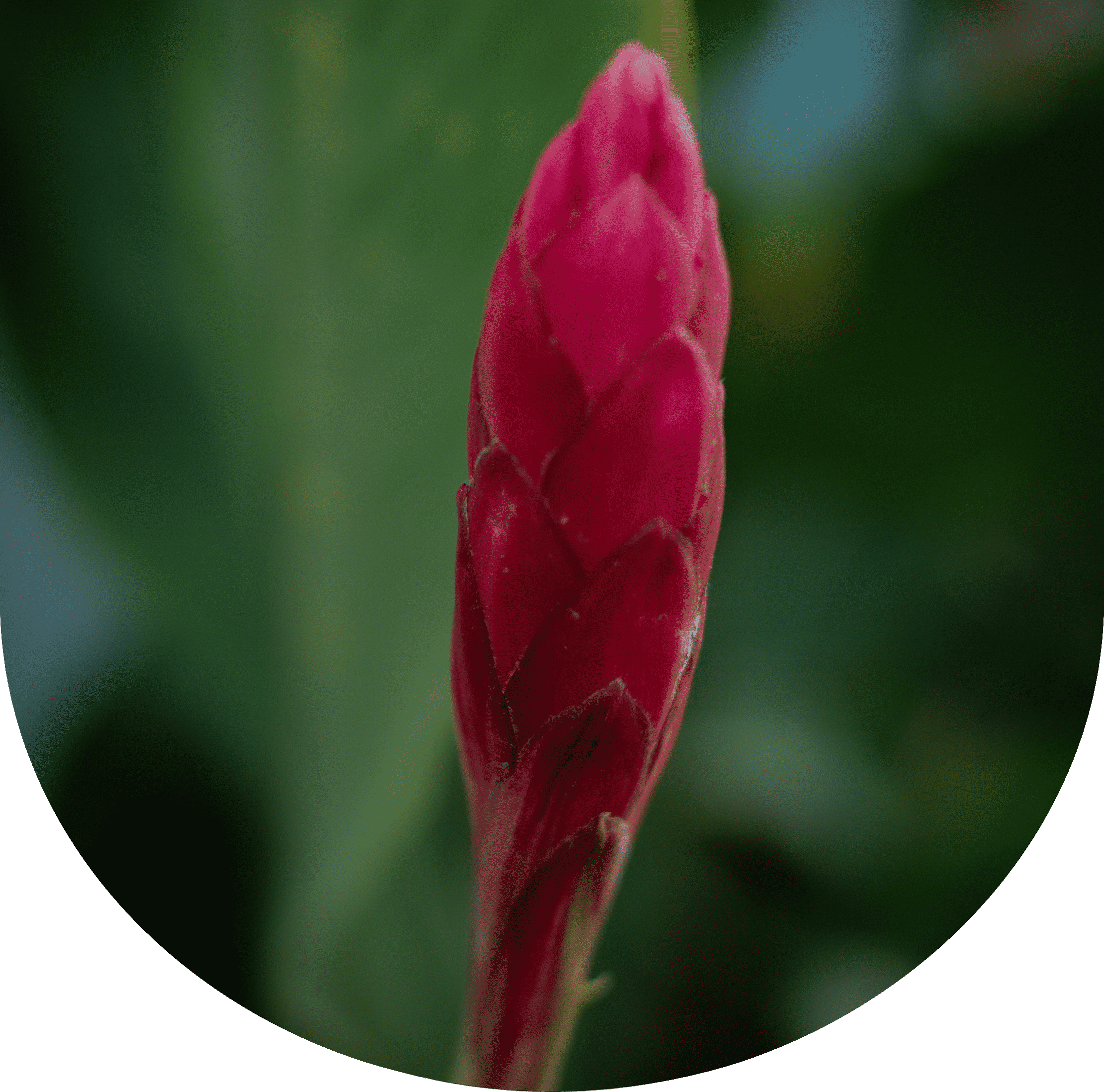 The Mystical Magic and Medicine of Ginger