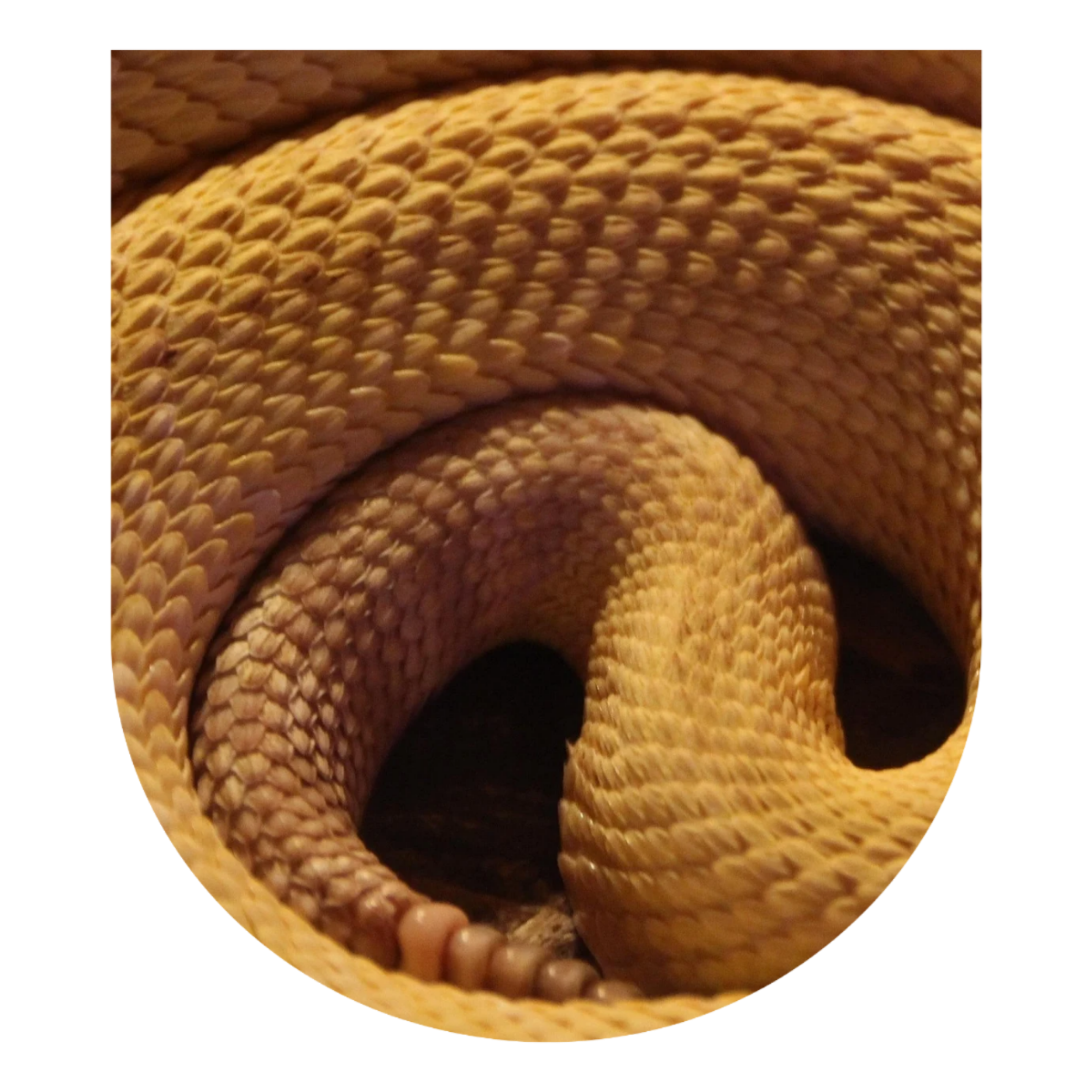 Kundalini and Psychedelics Course: June 2026