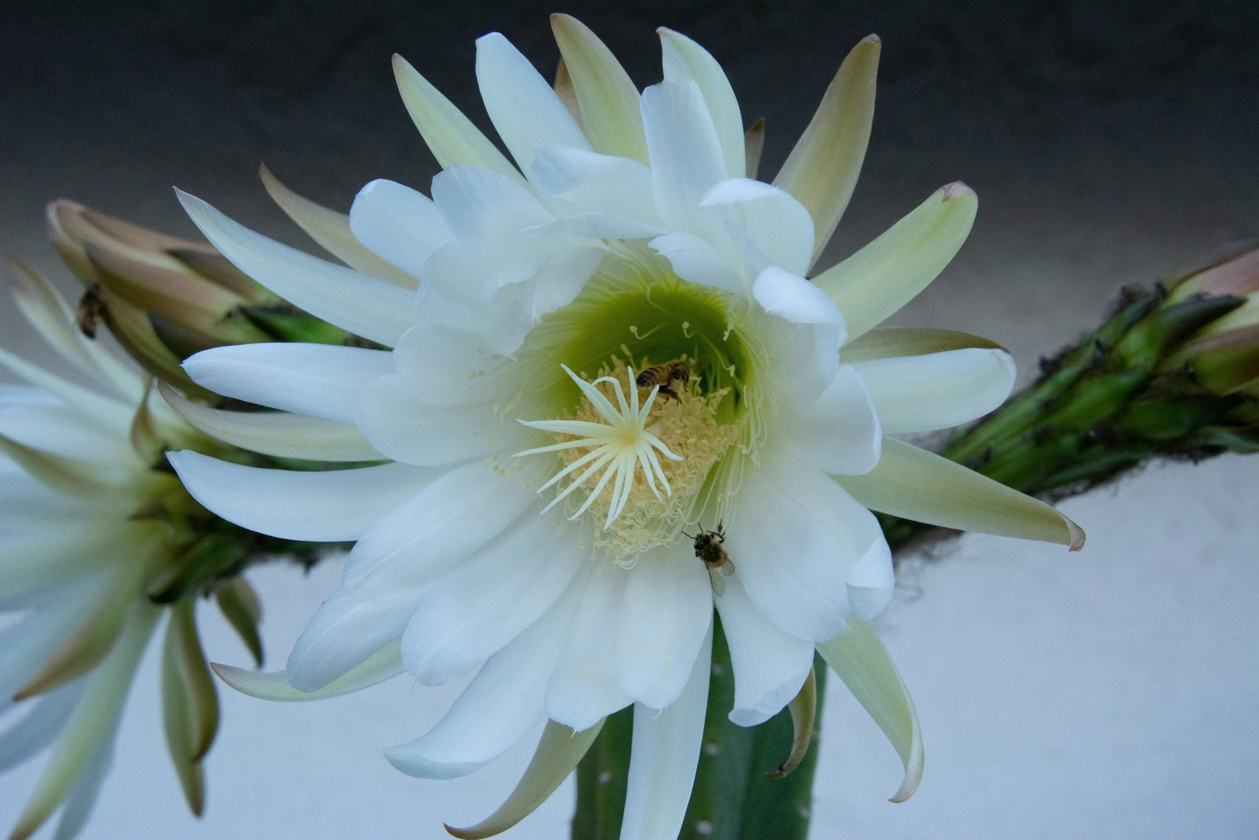 Cactus retreat 1.jpg