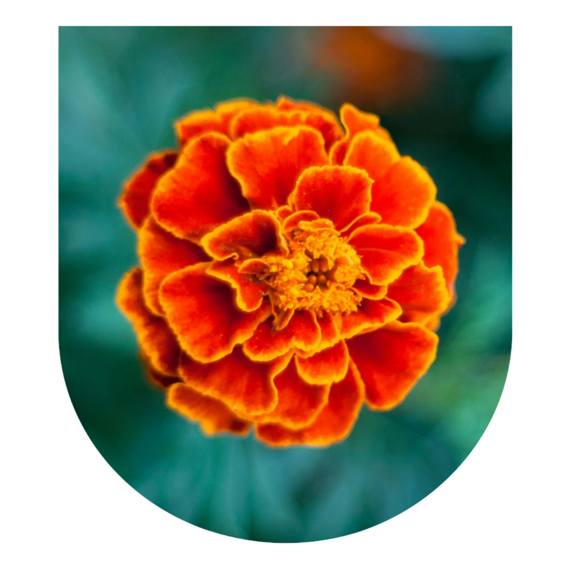 Marigold Master Plant Dieta: Oct/Nov 2026