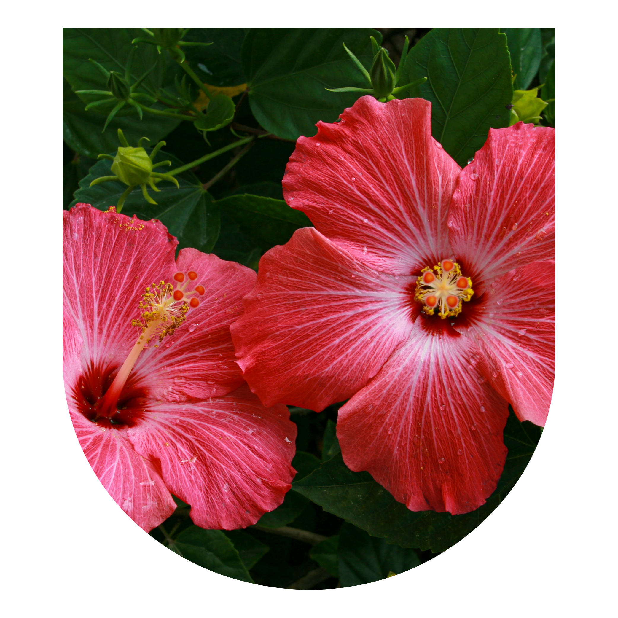 Hibiscus Small Group Master Plant Diet: June