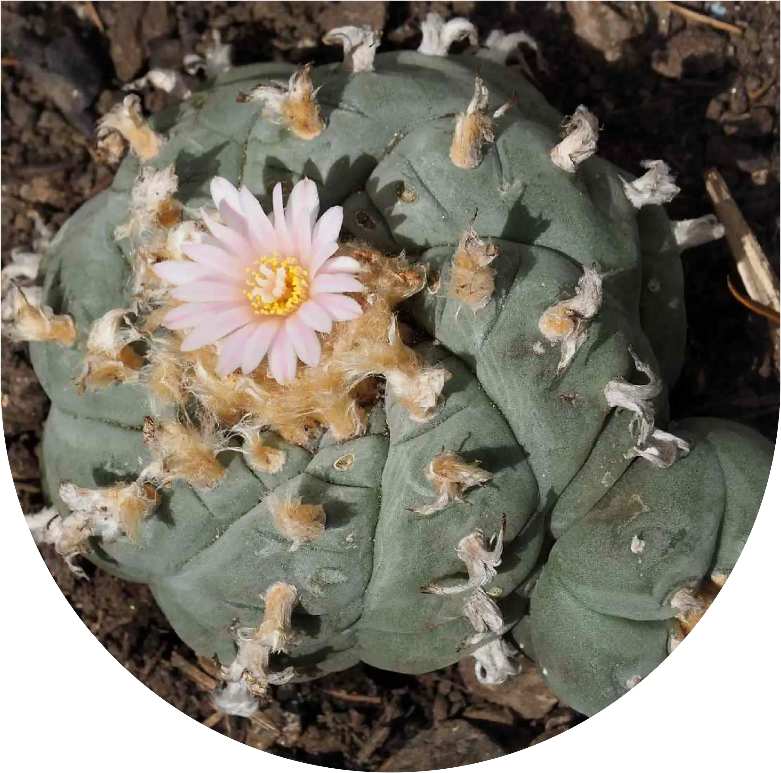 classification of psychedelics