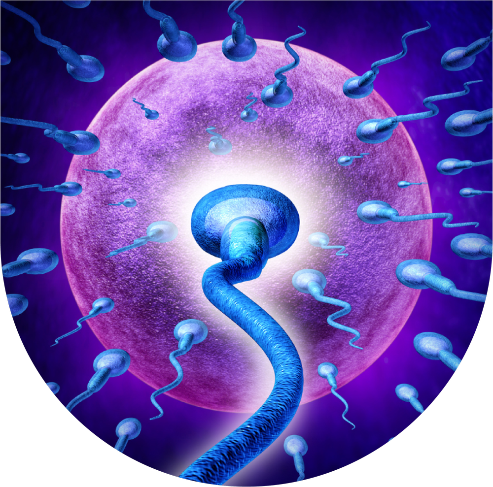 Using Mushrooms to Achieve Fertility Health — Plant Medicine People