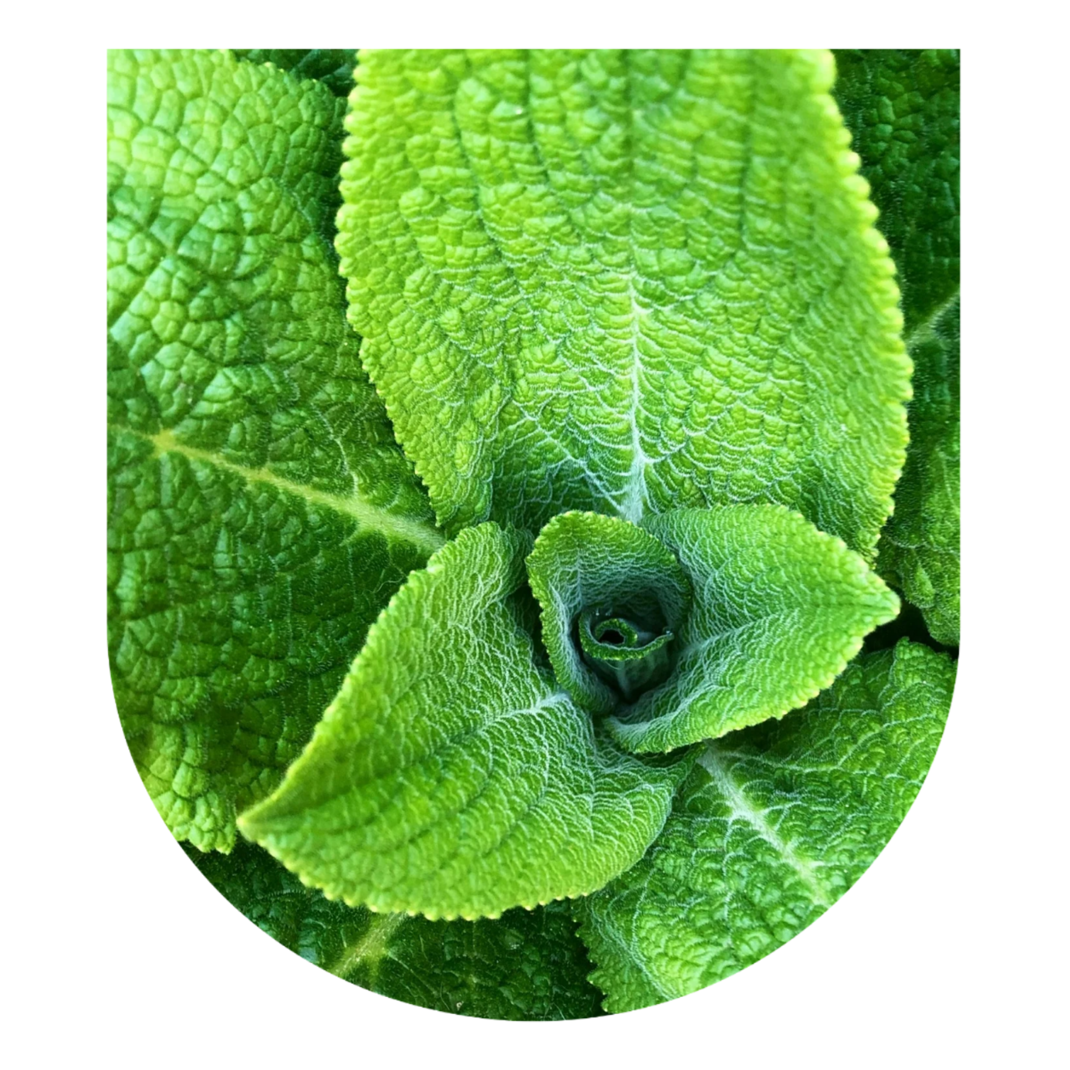Mint Master Plant Dieta: Aug 2026