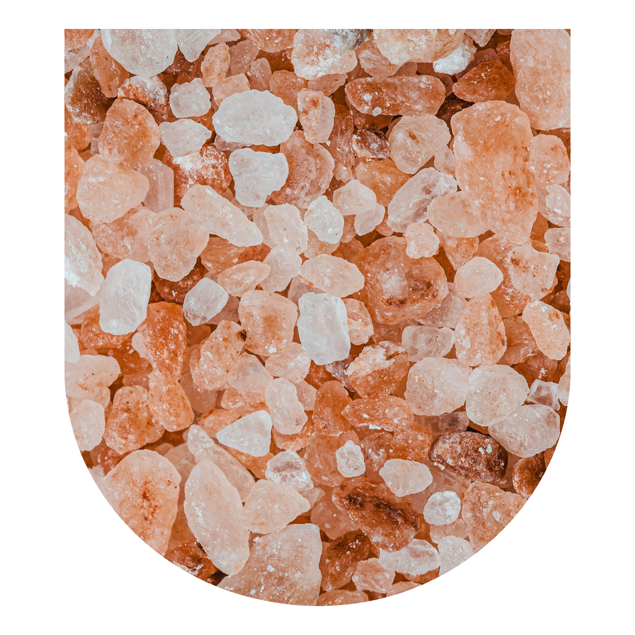 Master Plant Dieta Training: Jan 2027