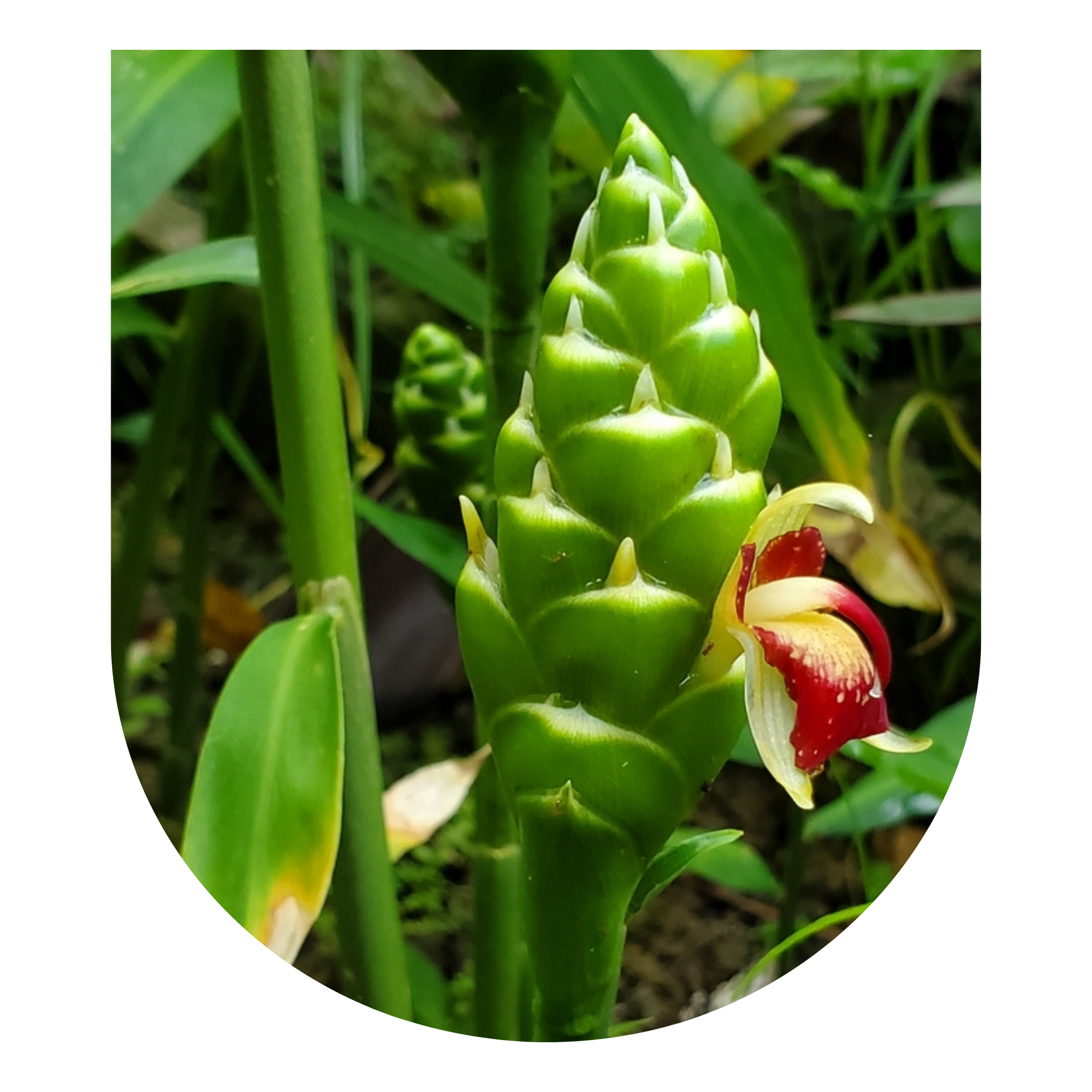 Ginger Small Group Master Plant Diet: July 2026