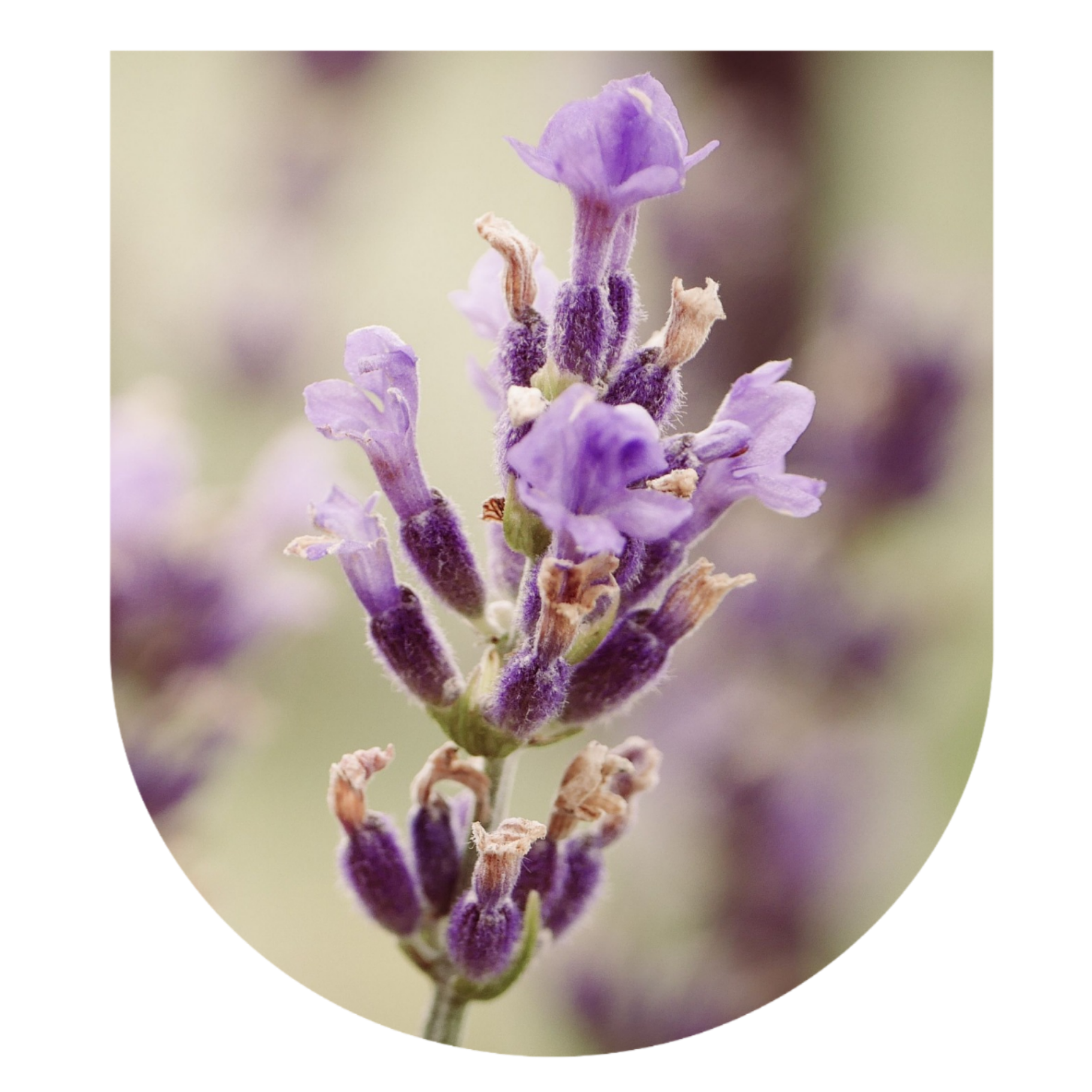 Lavender Small Group Master Plant Diet: October 2026