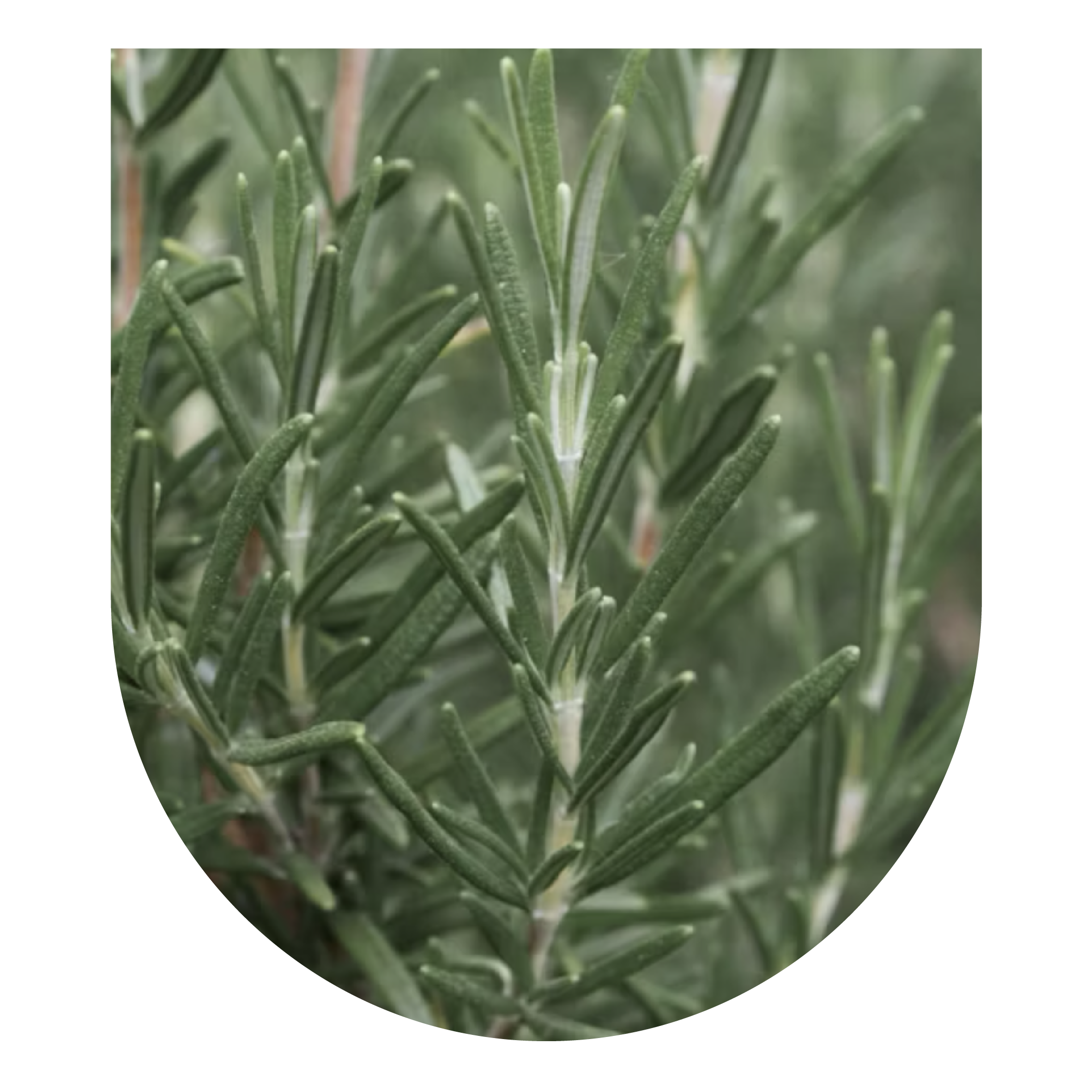 Master Plant Dieta Training: Jan 2026