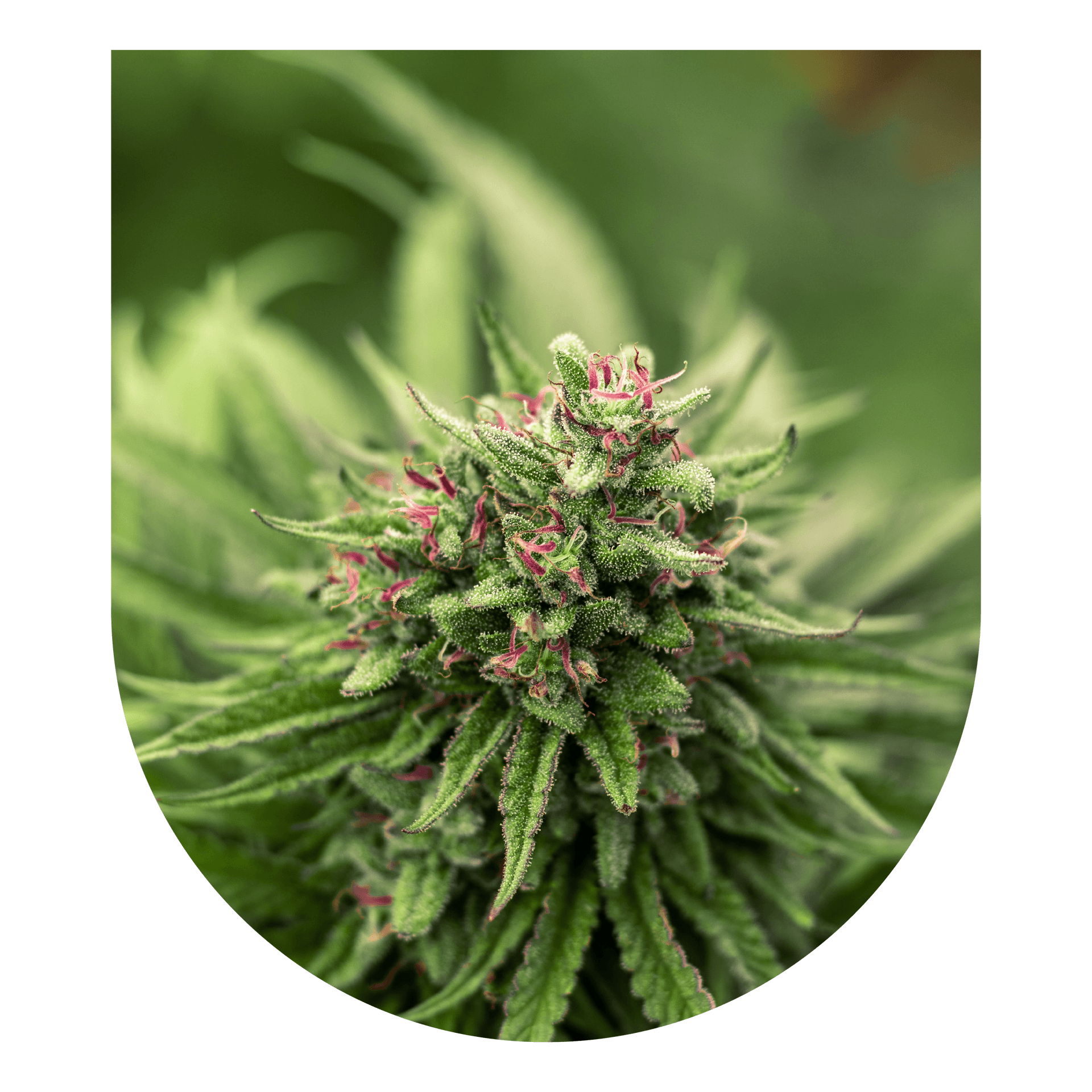 Cannabis plant with crystalline compounds