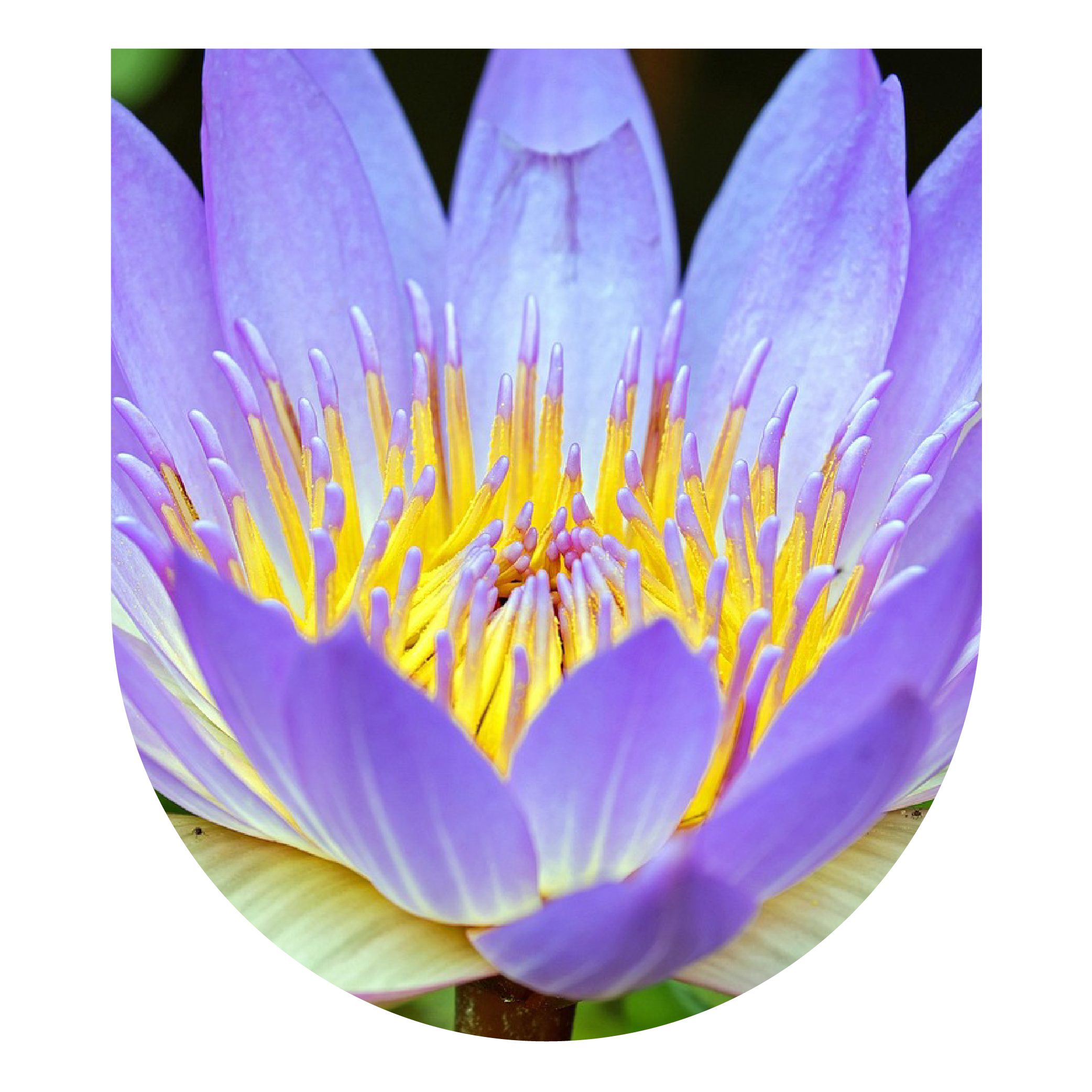 Blue Lotus Master Plant Dieta: Jan 2027