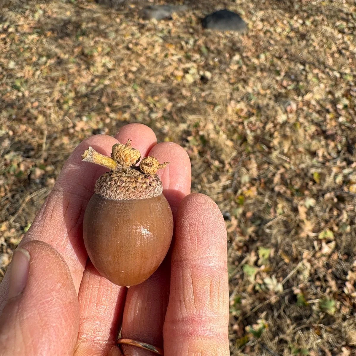 2026-VM-SQ-Acorn.jpg
