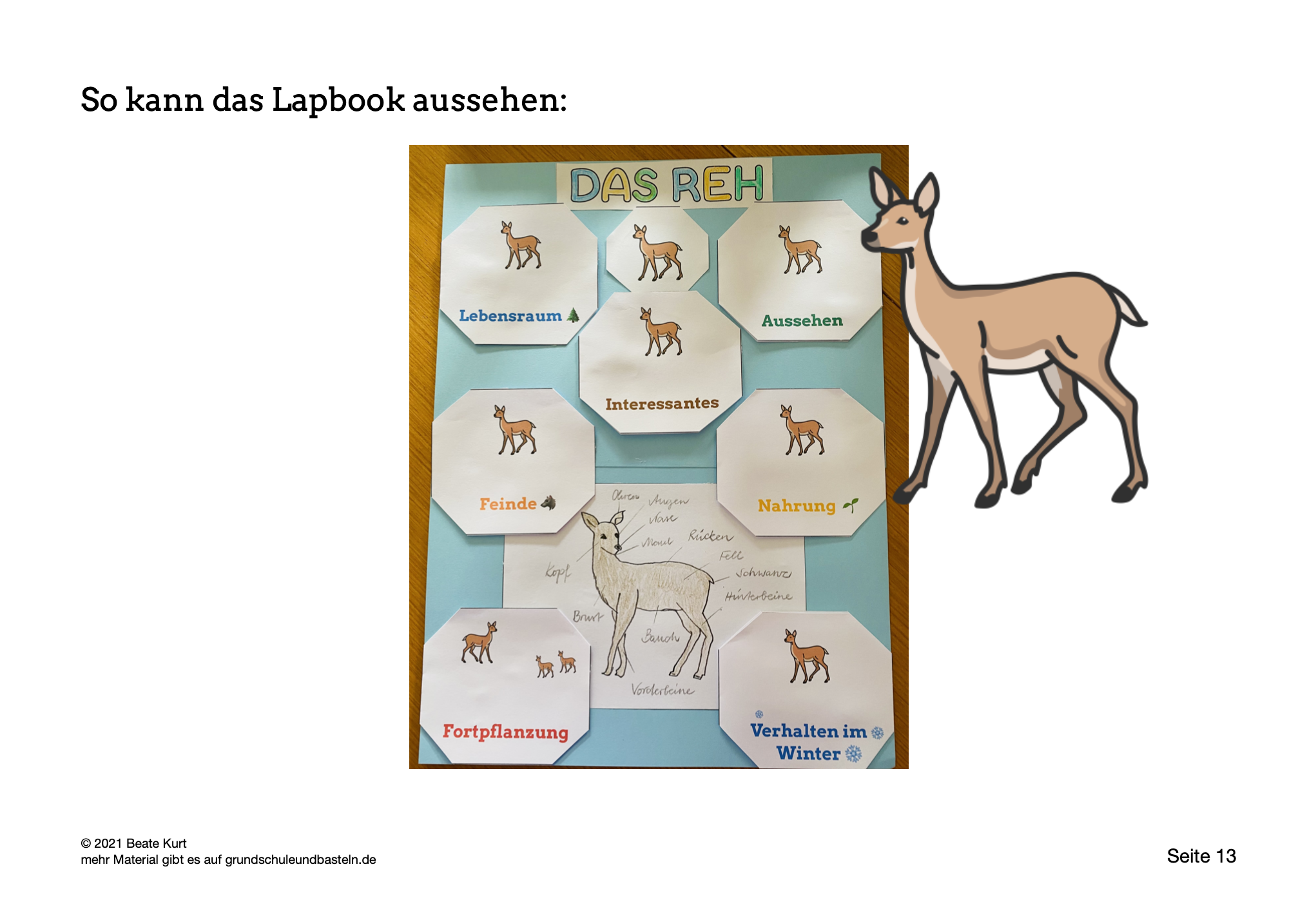  Arbeitsmaterial Lapbook Reh 