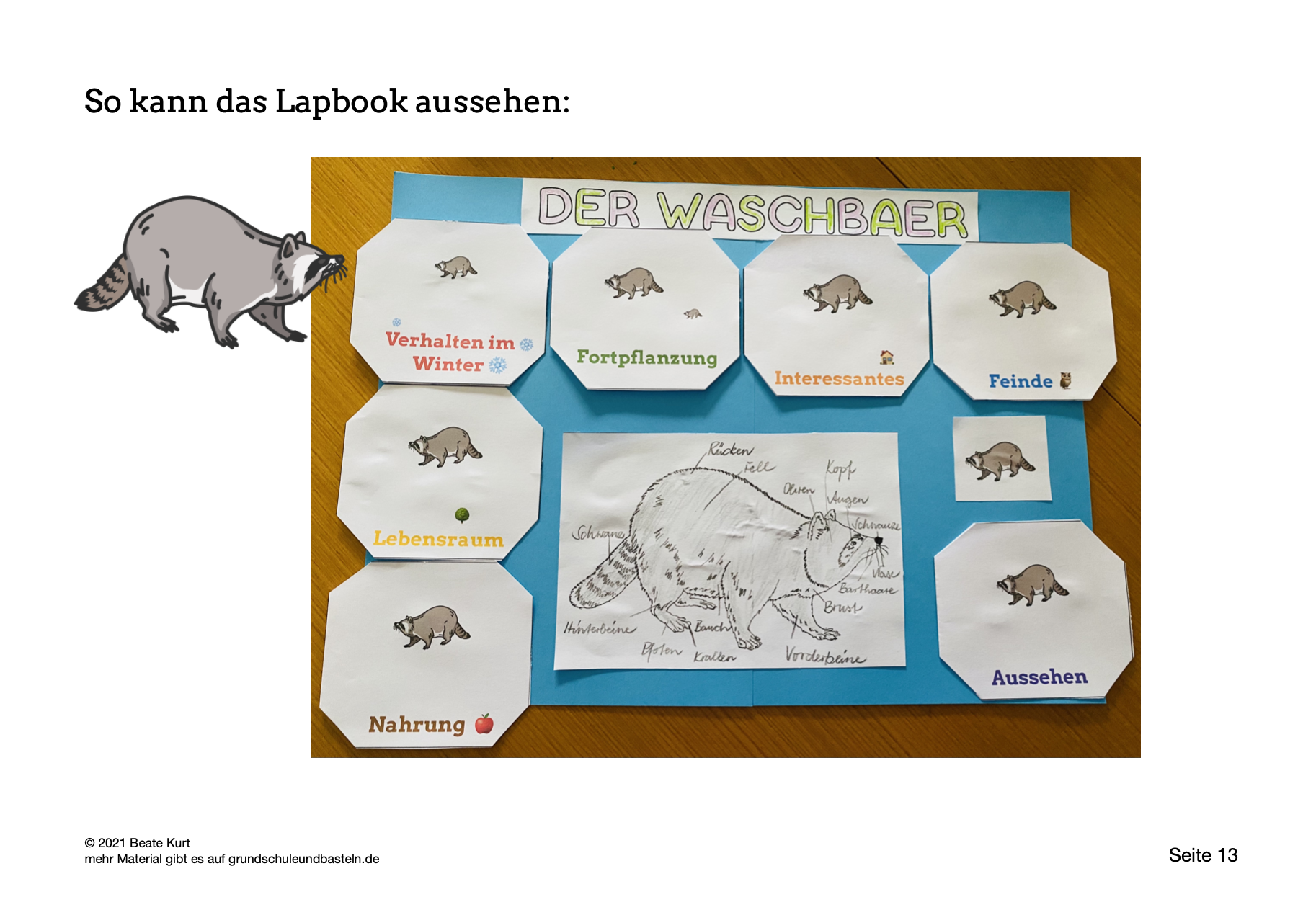   Lapbook Waschbär 