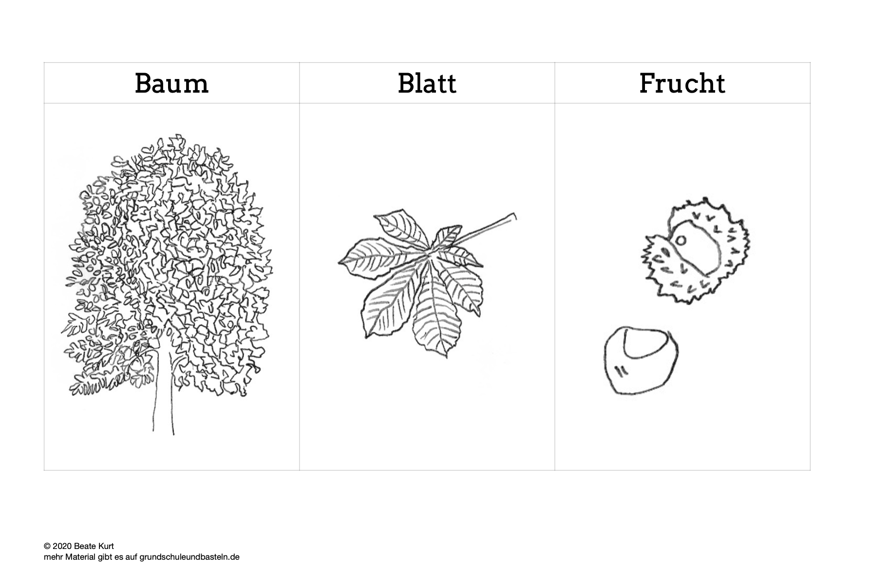  Baumheft – einheimische Laubbäume 