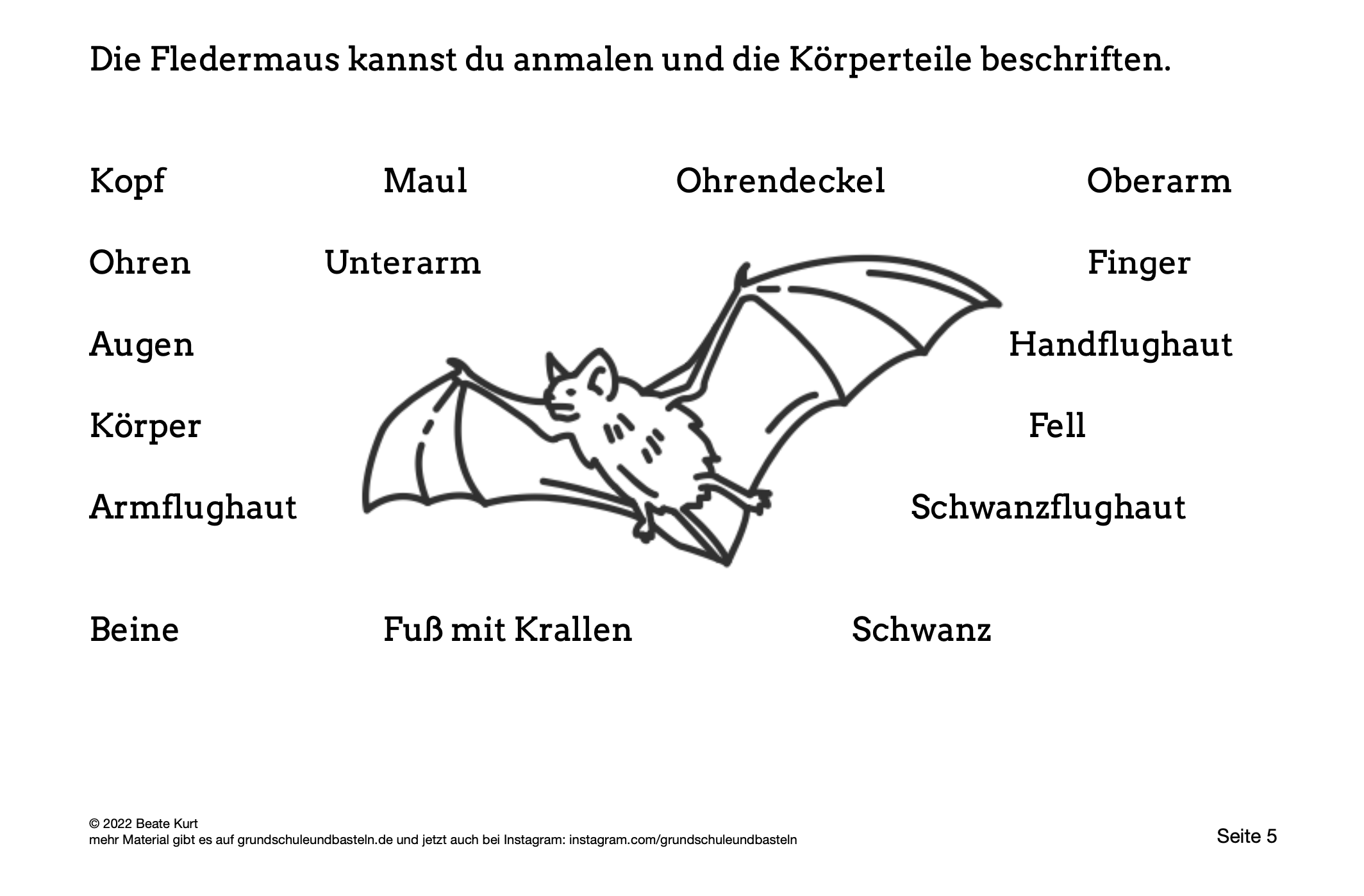  Lapbook Fledermaus 